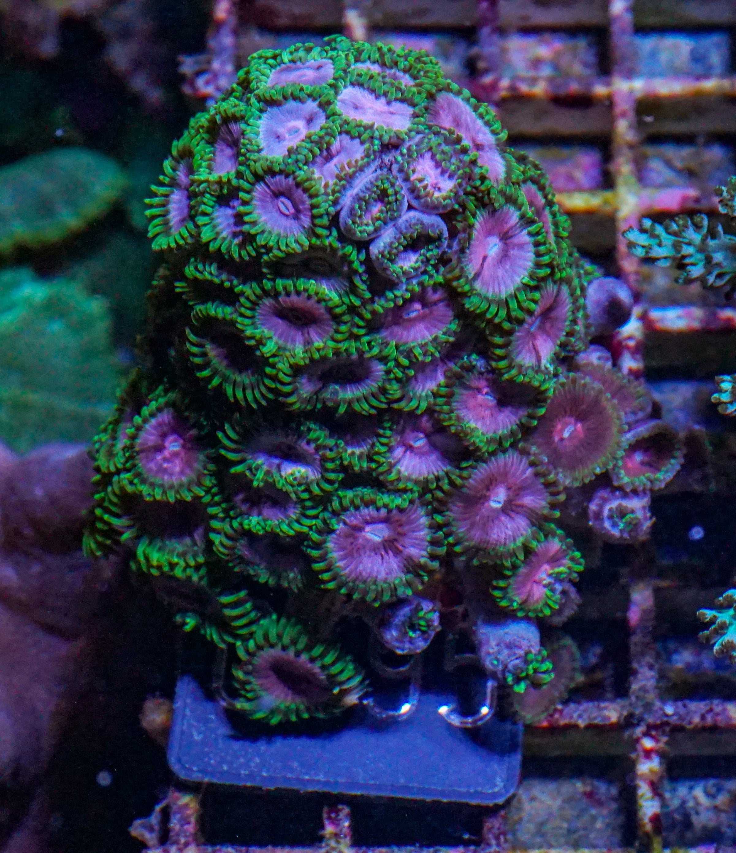 Zoanthus sp.