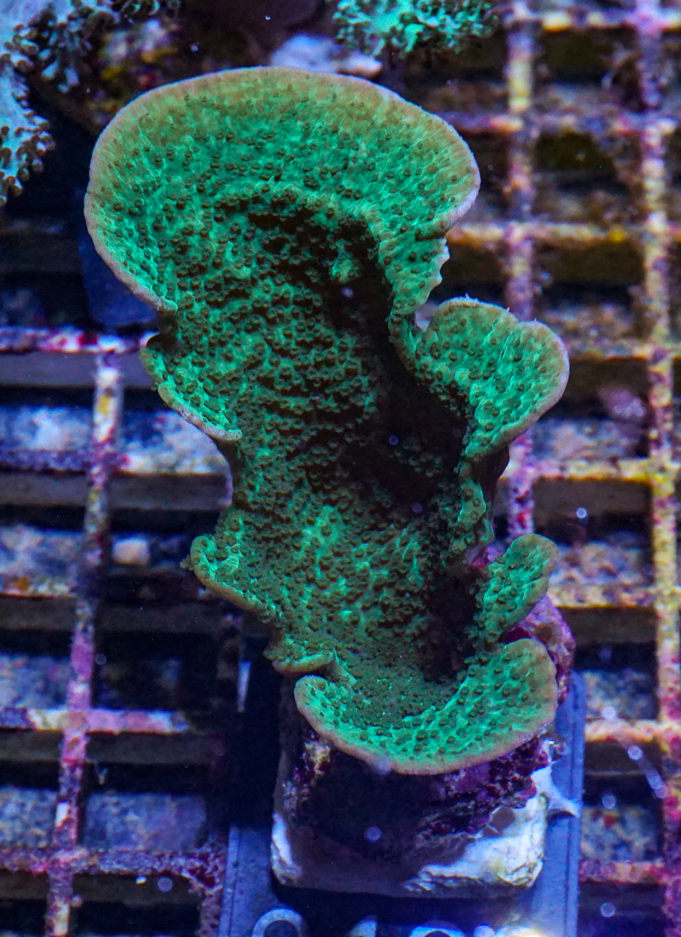 Montipora delicatula