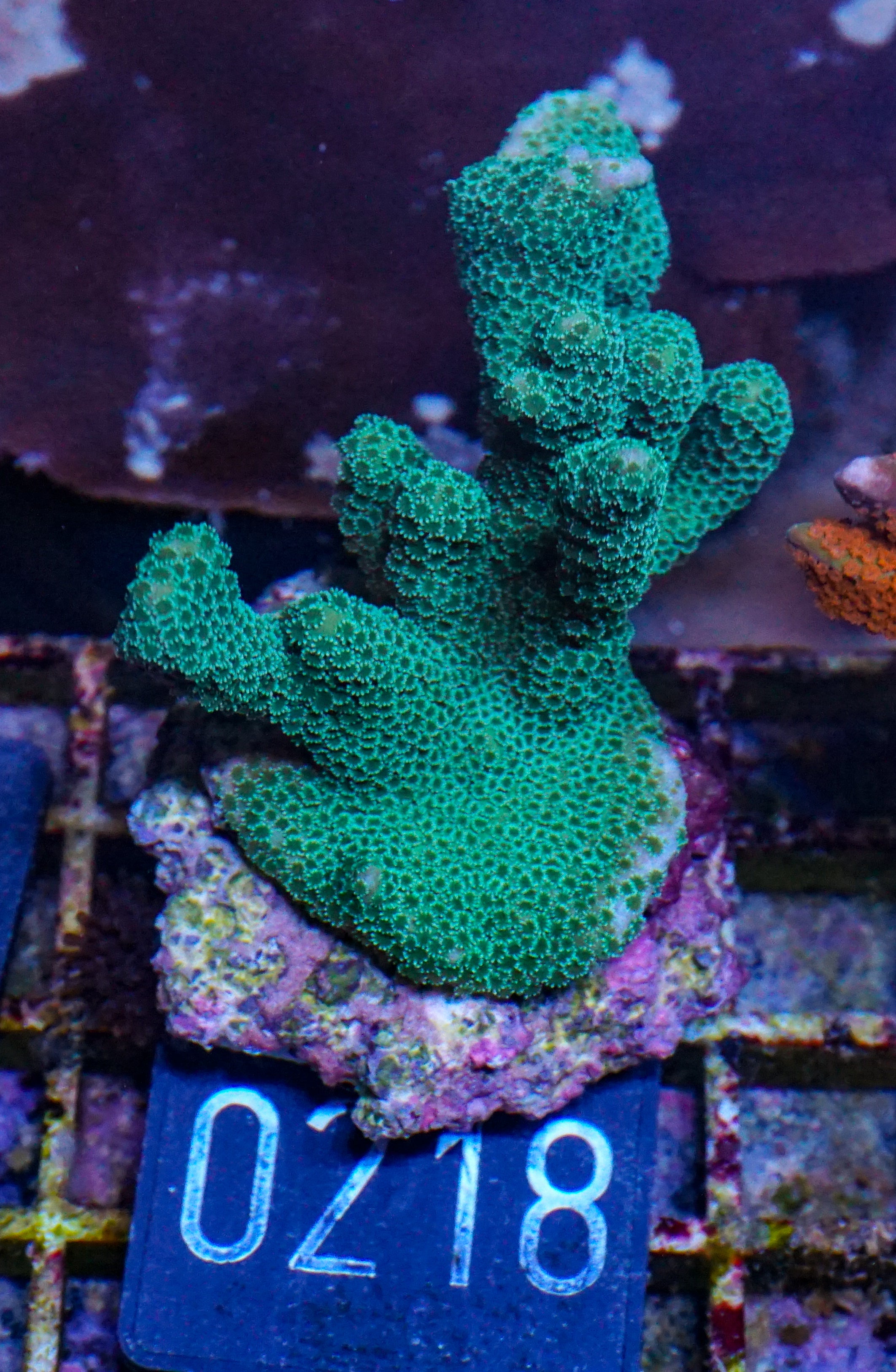 Montipora digitata grün