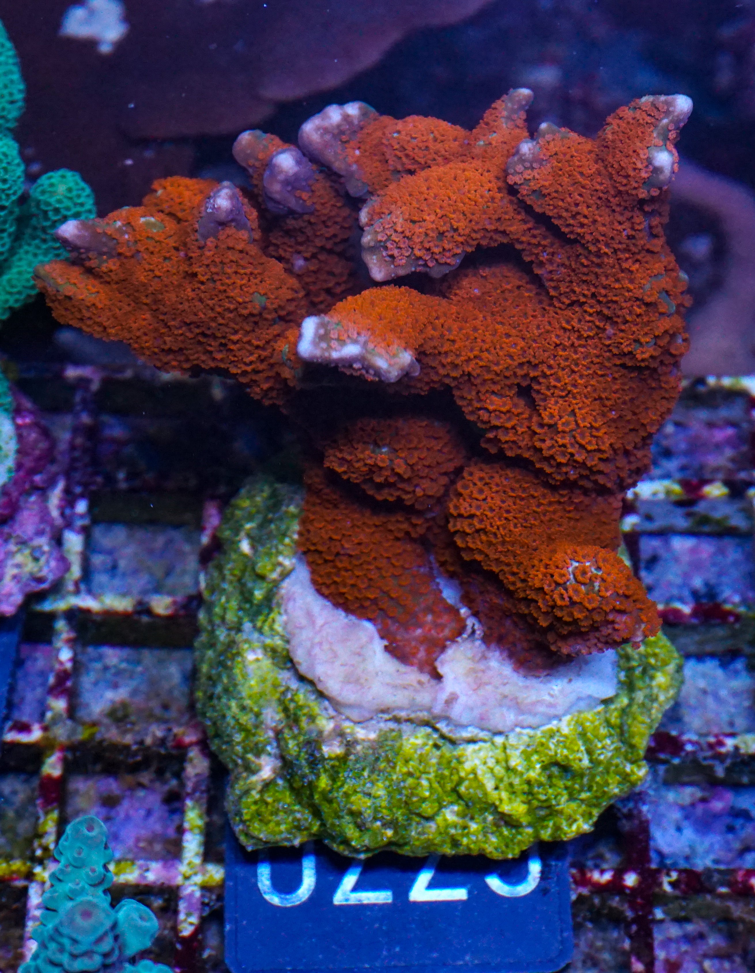 Montipora samarensis "australian fire"