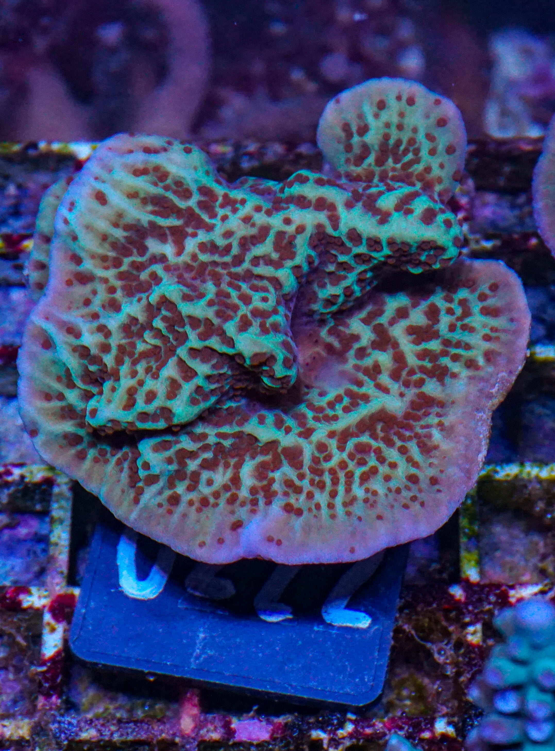 Montipora undata "Jedi mind trick"