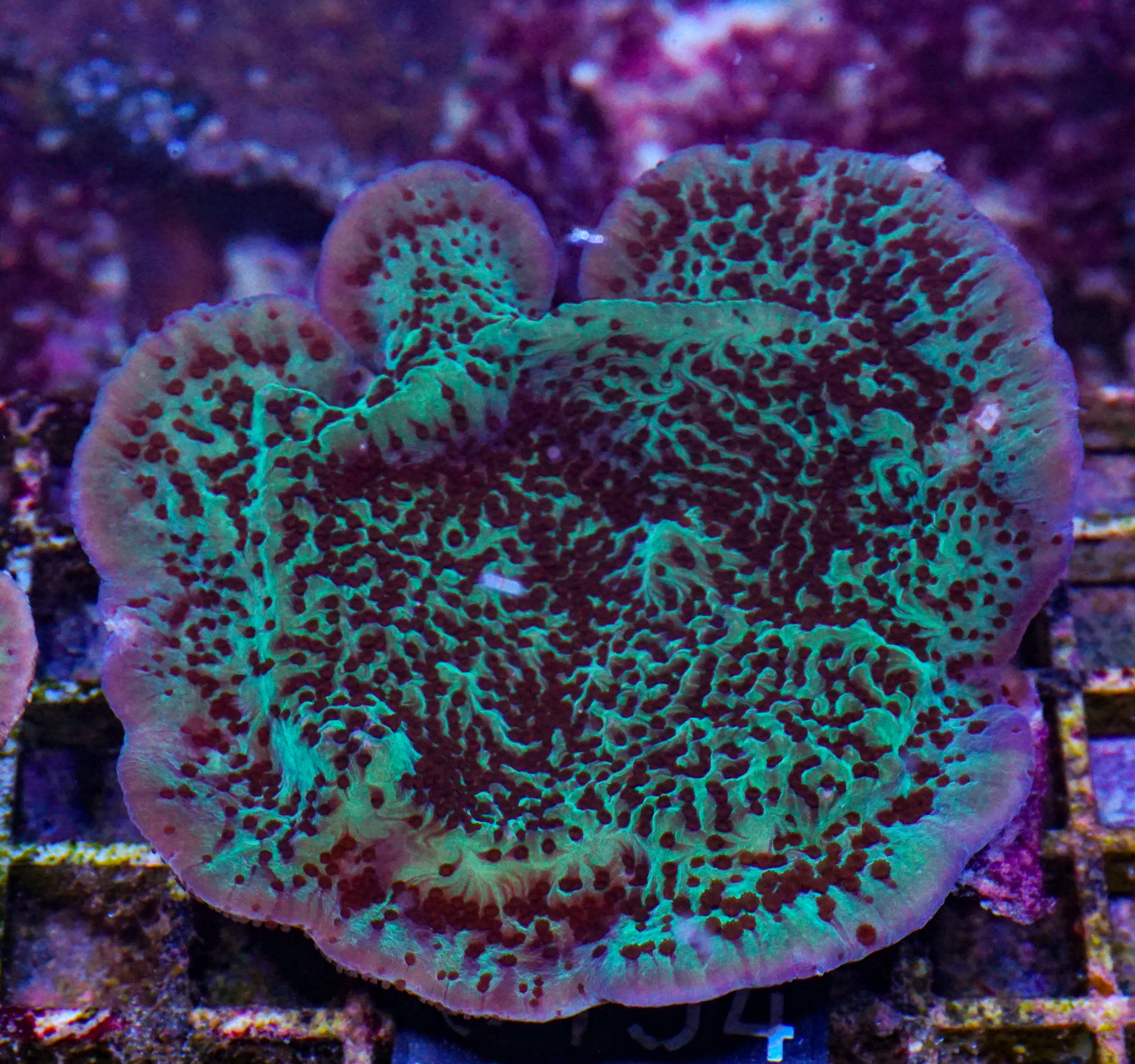 Montipora undata "Jedi mind trick"
