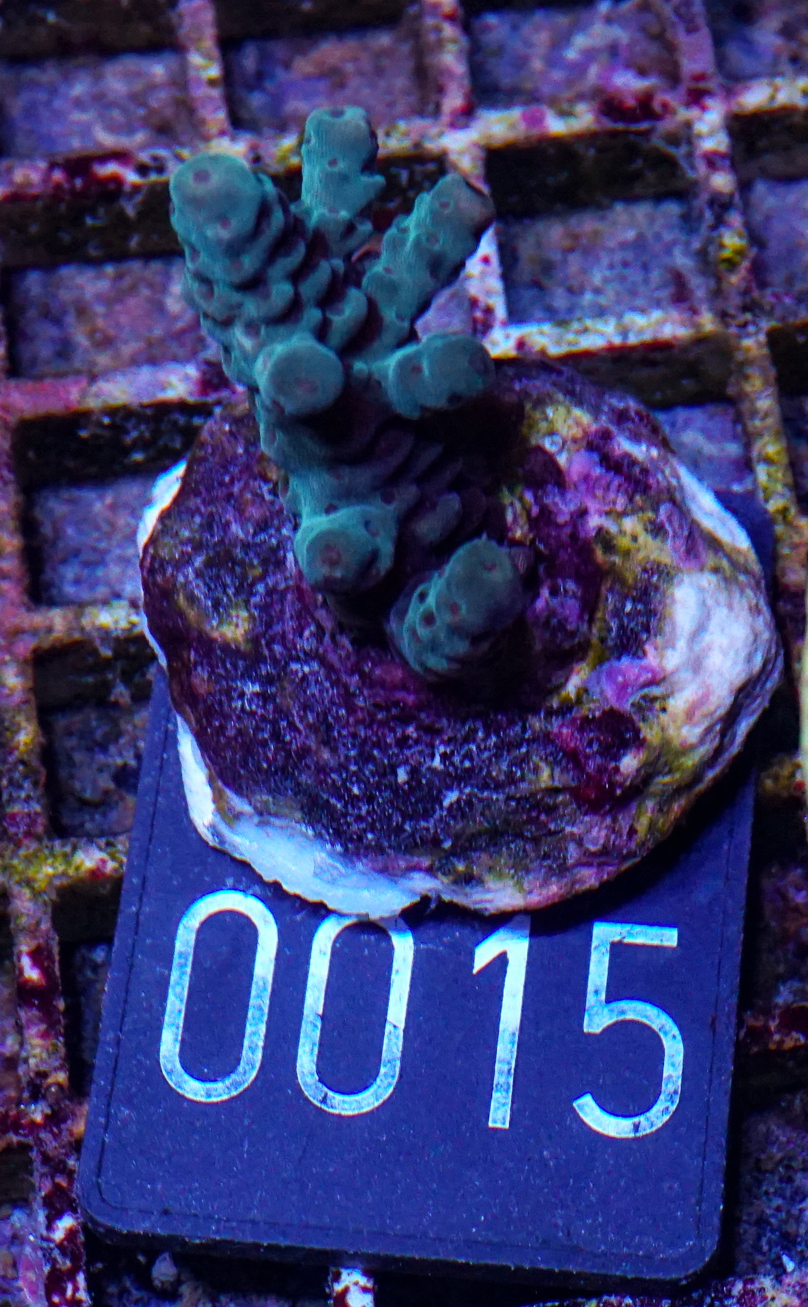 Acropora sarmentosa