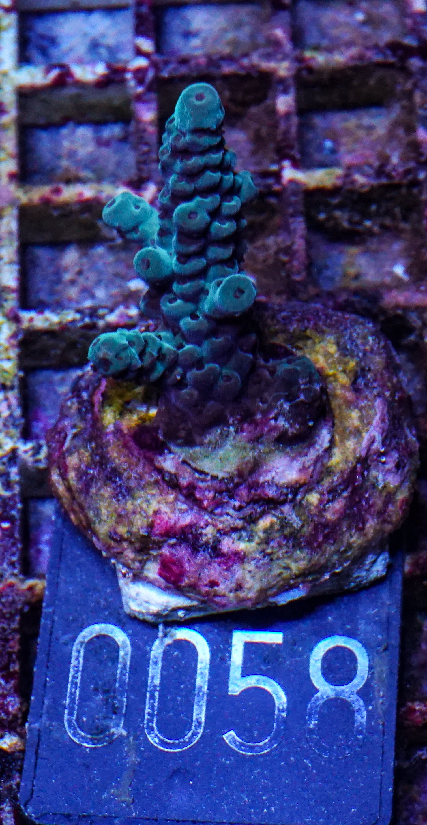 Acropora sarmentosa