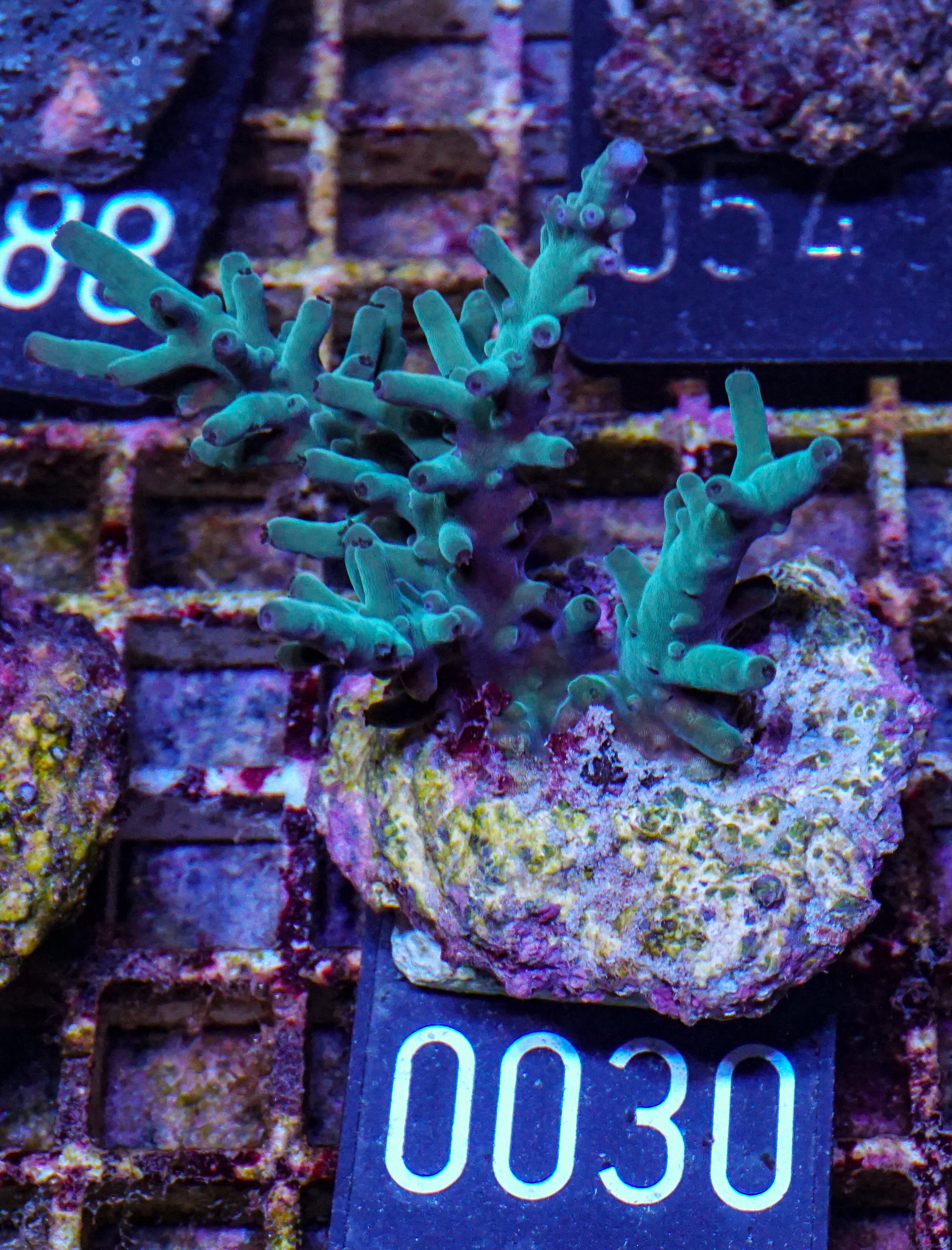 Acropora echinata