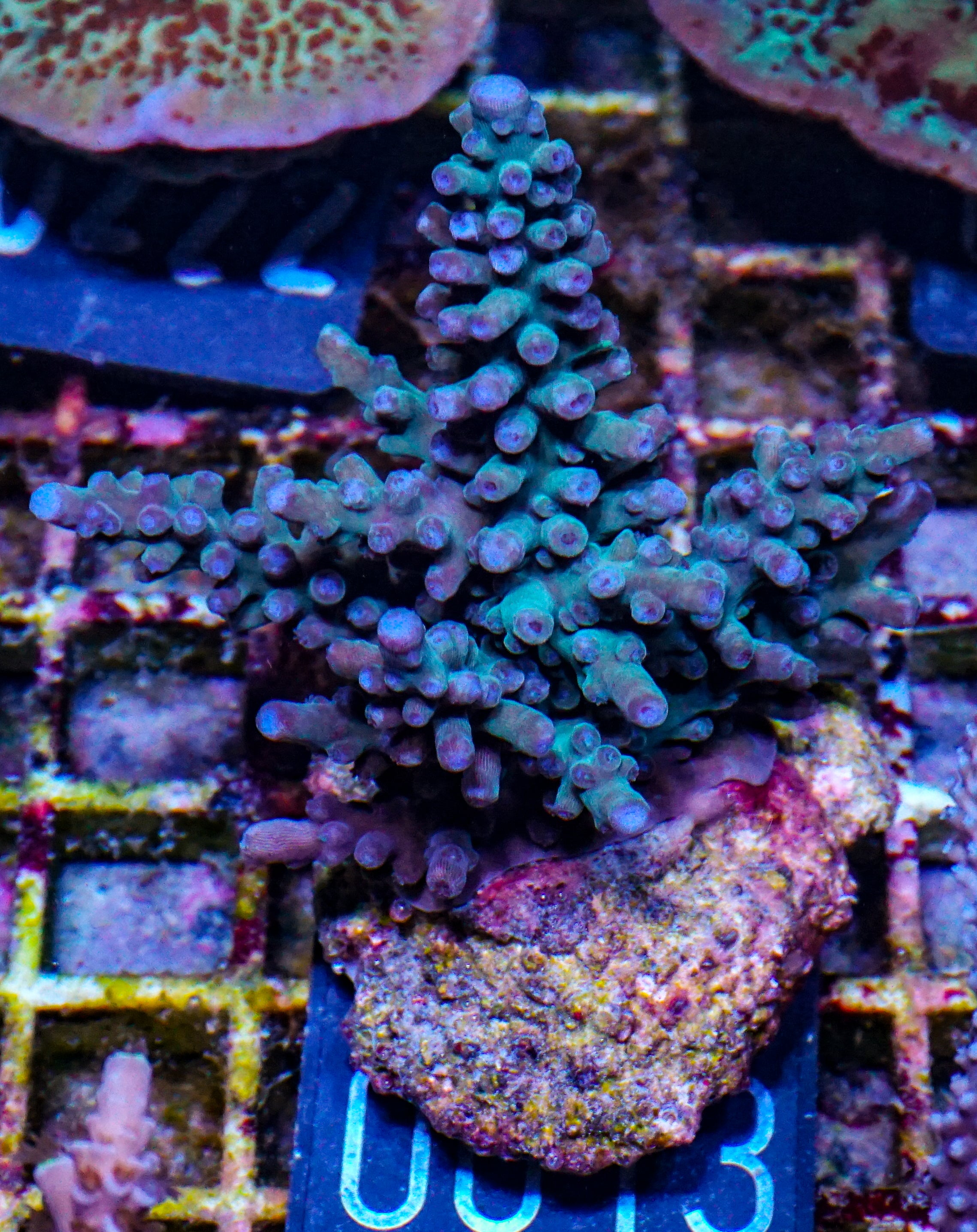 Acropora subglabra "blue ocean"