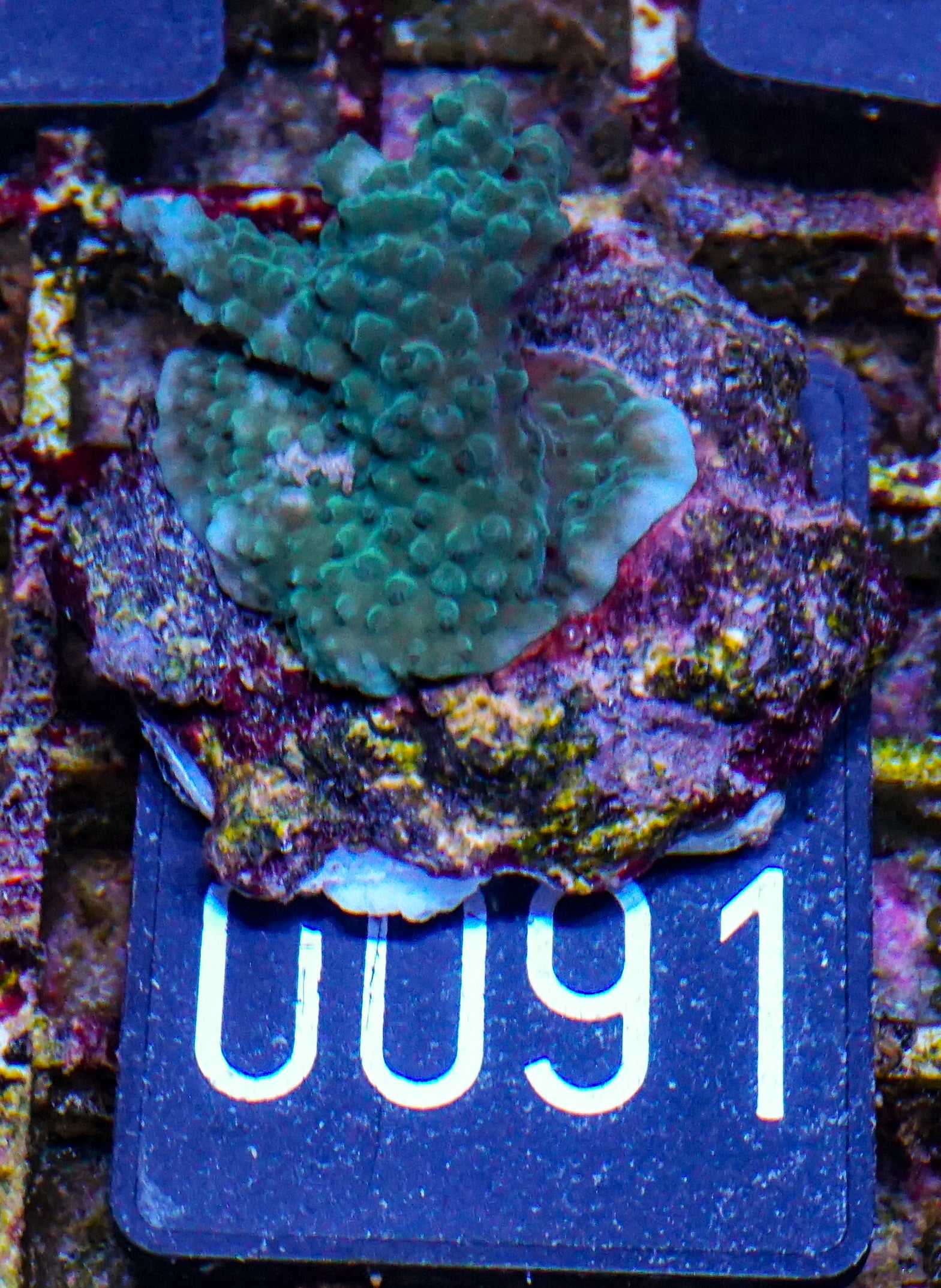 Acropora formosa