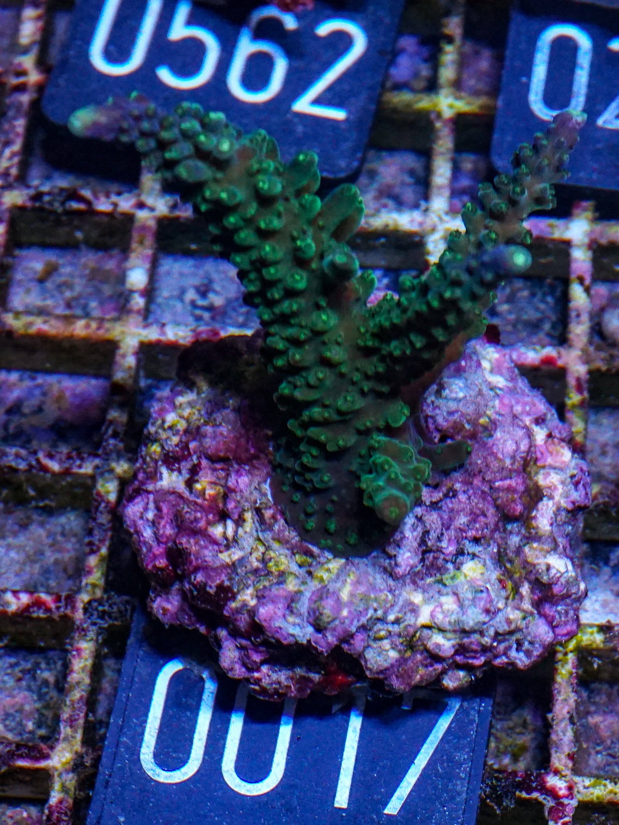 Acropora secale „Joker"