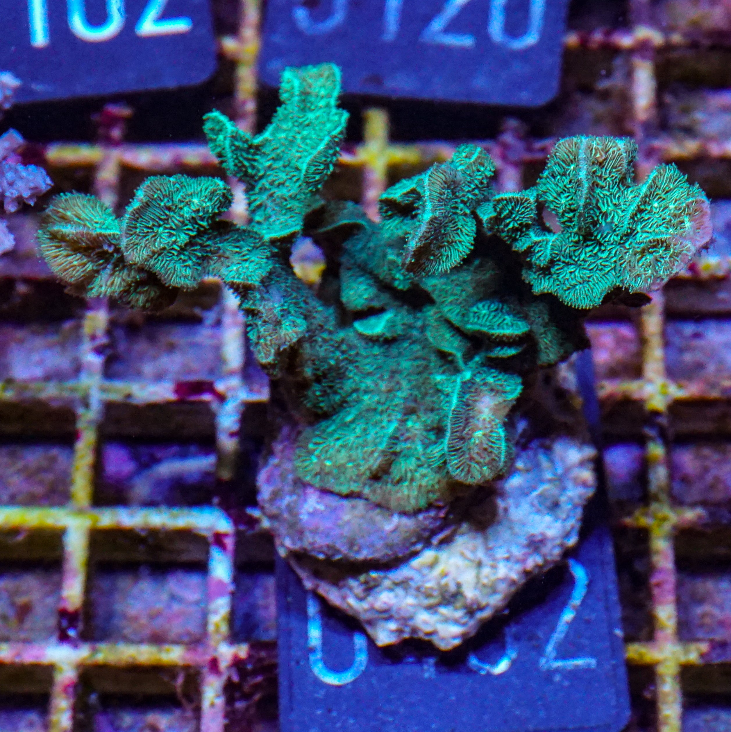 Pavona decussata