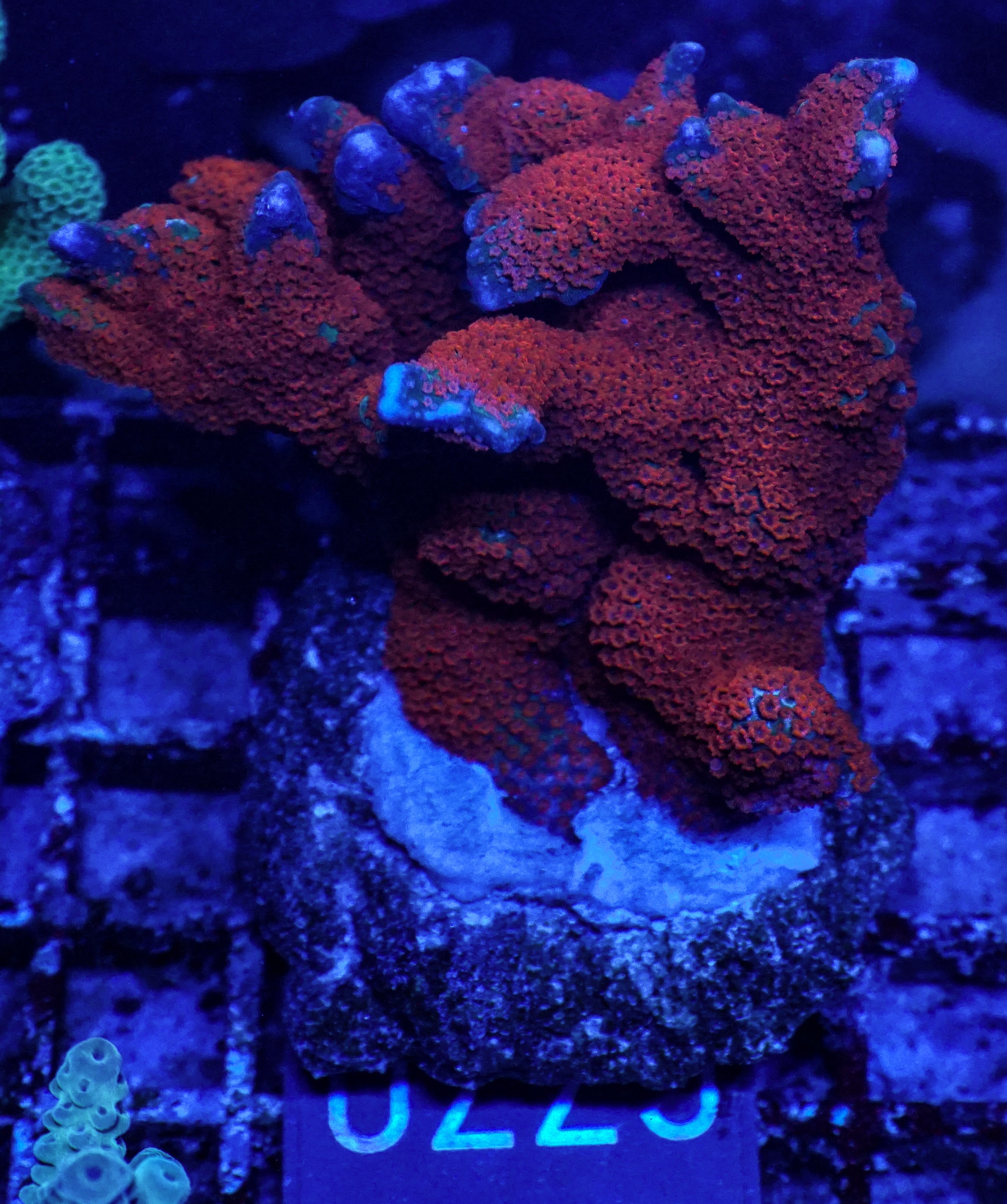 Montipora samarensis "australian fire"