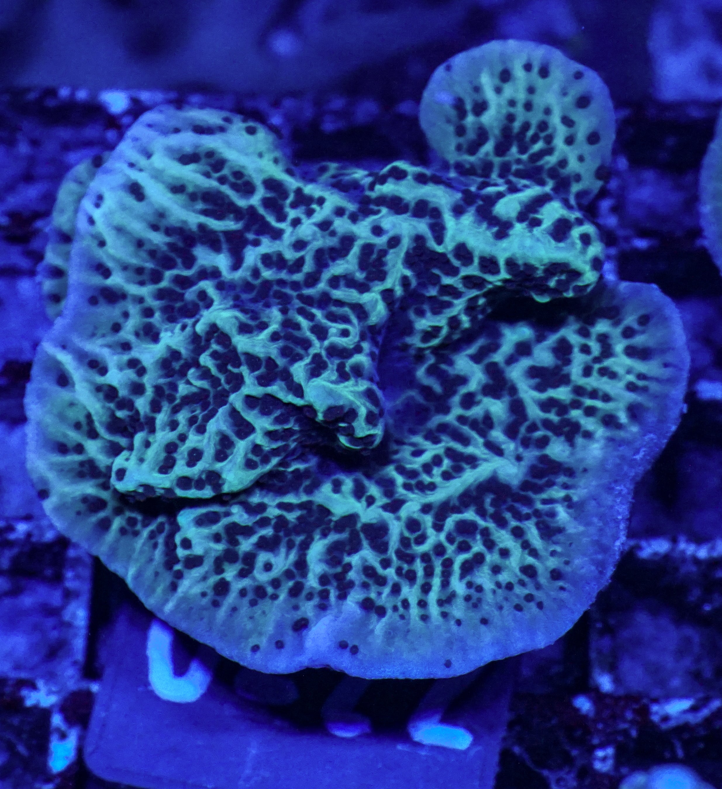 Montipora undata/danae "red"