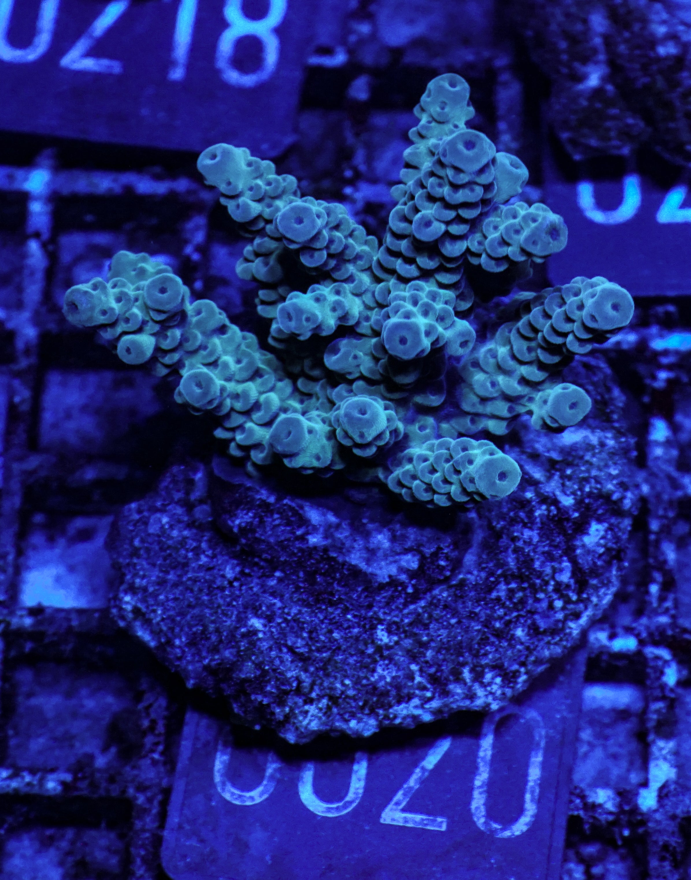Acropora sarmentosa