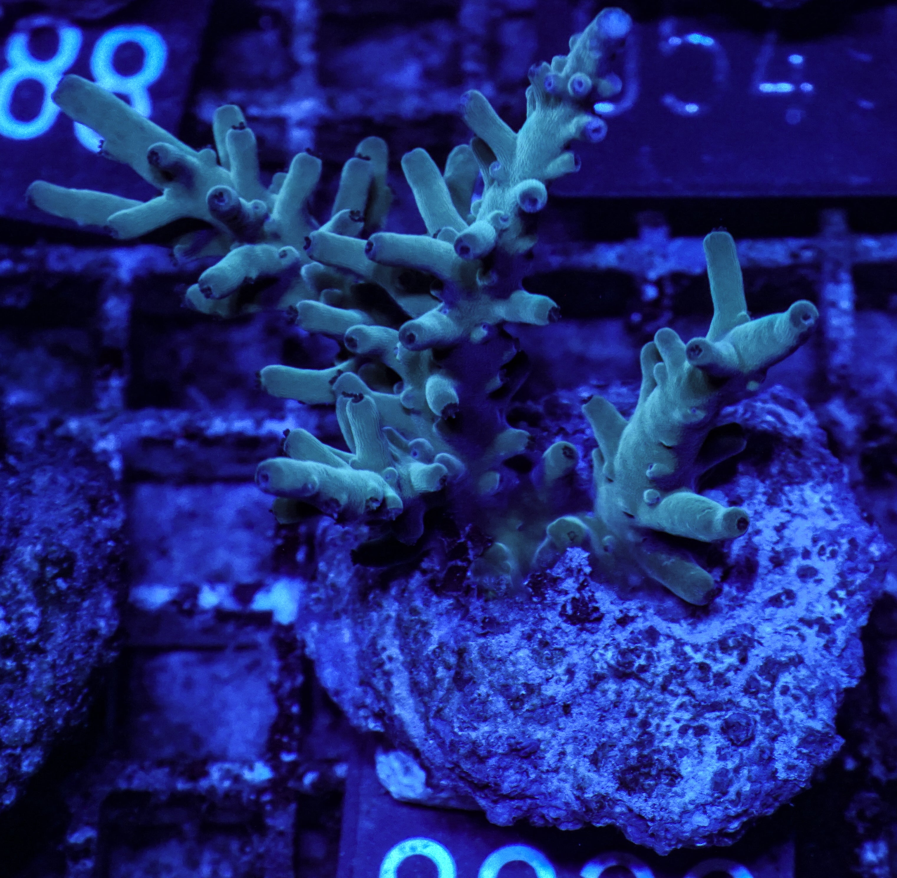 Acropora echinata