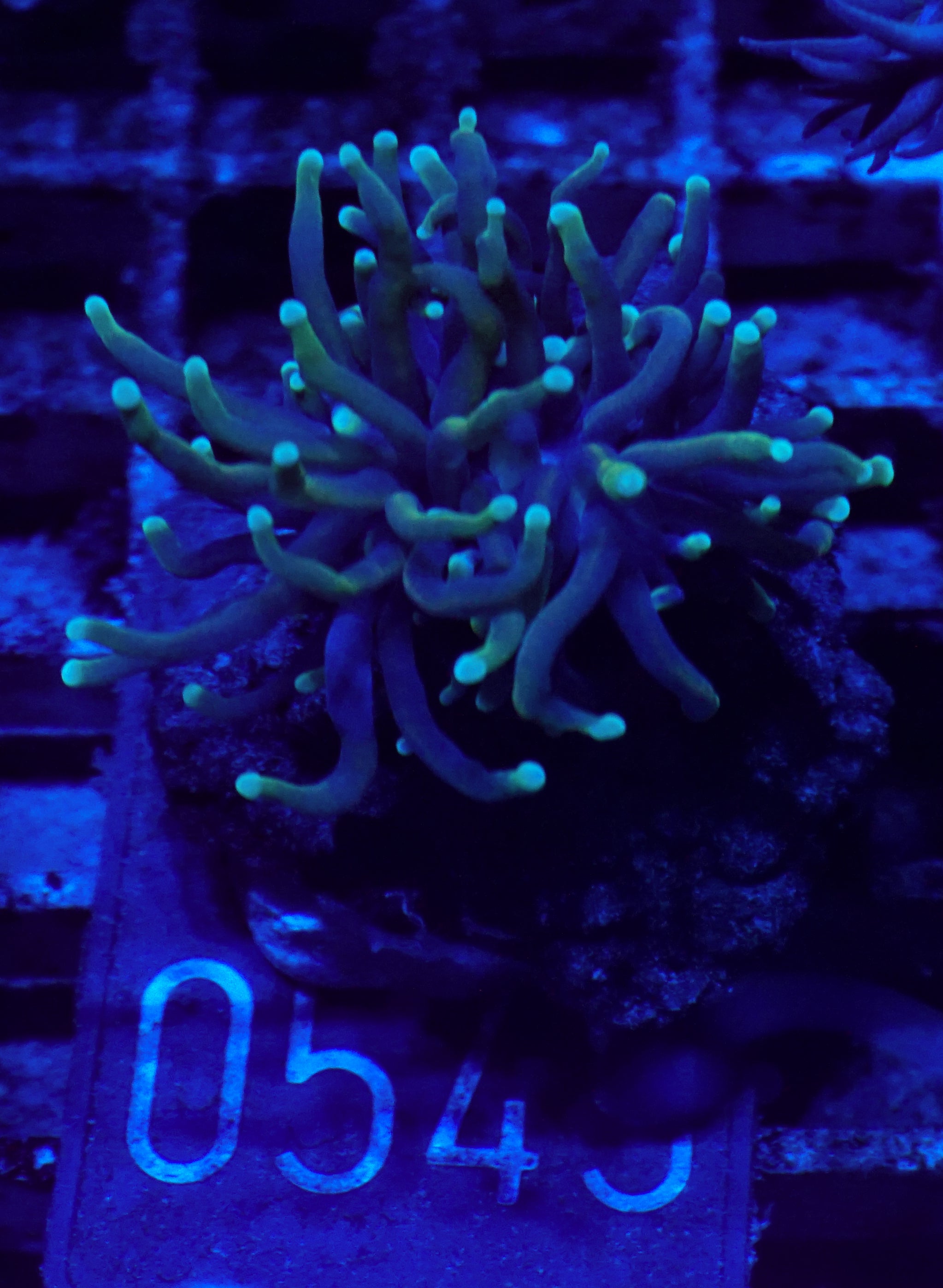 Euphyllia glabrescens "Dragon soul"