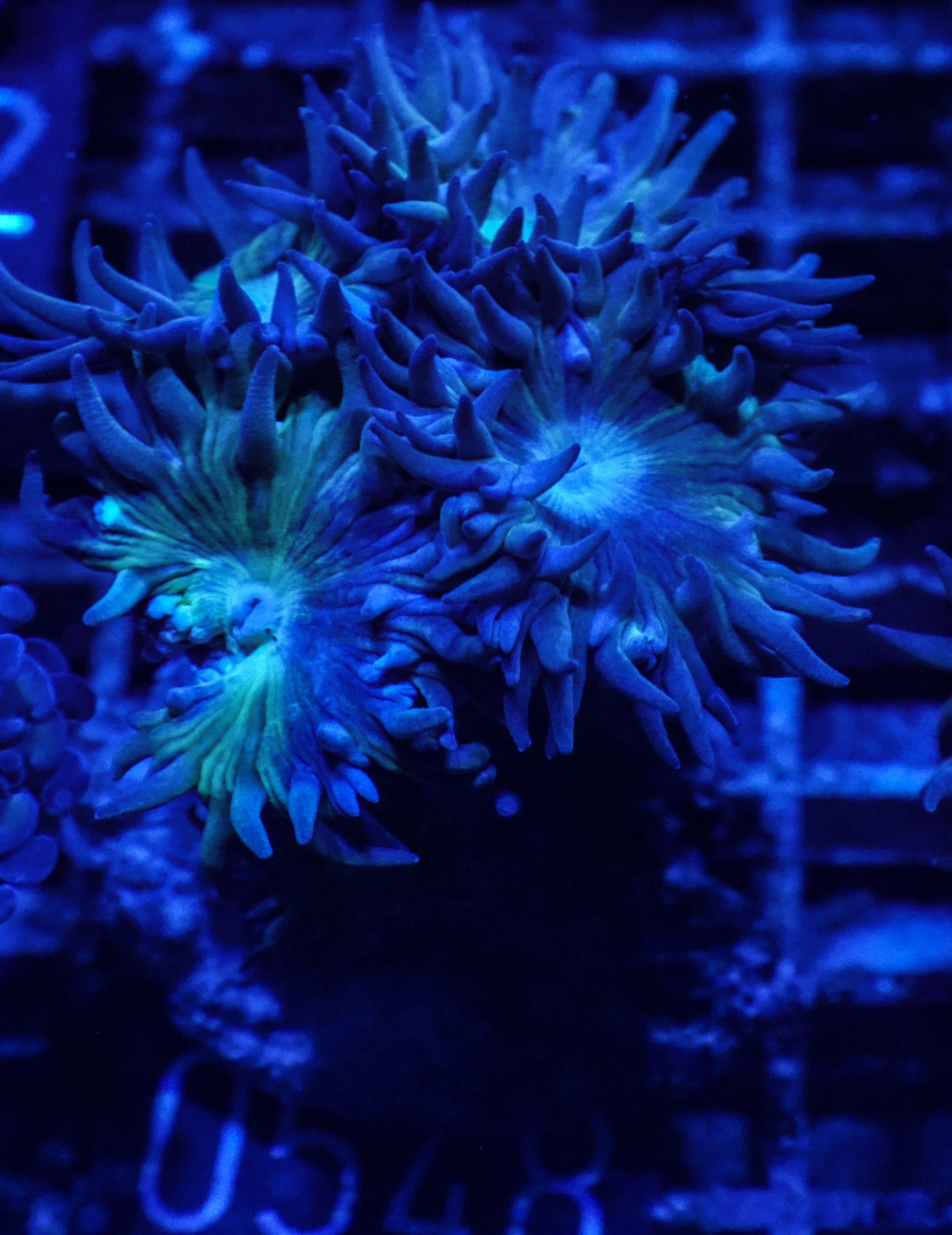 Duncanopsammia axifuga “Bearded Coral”