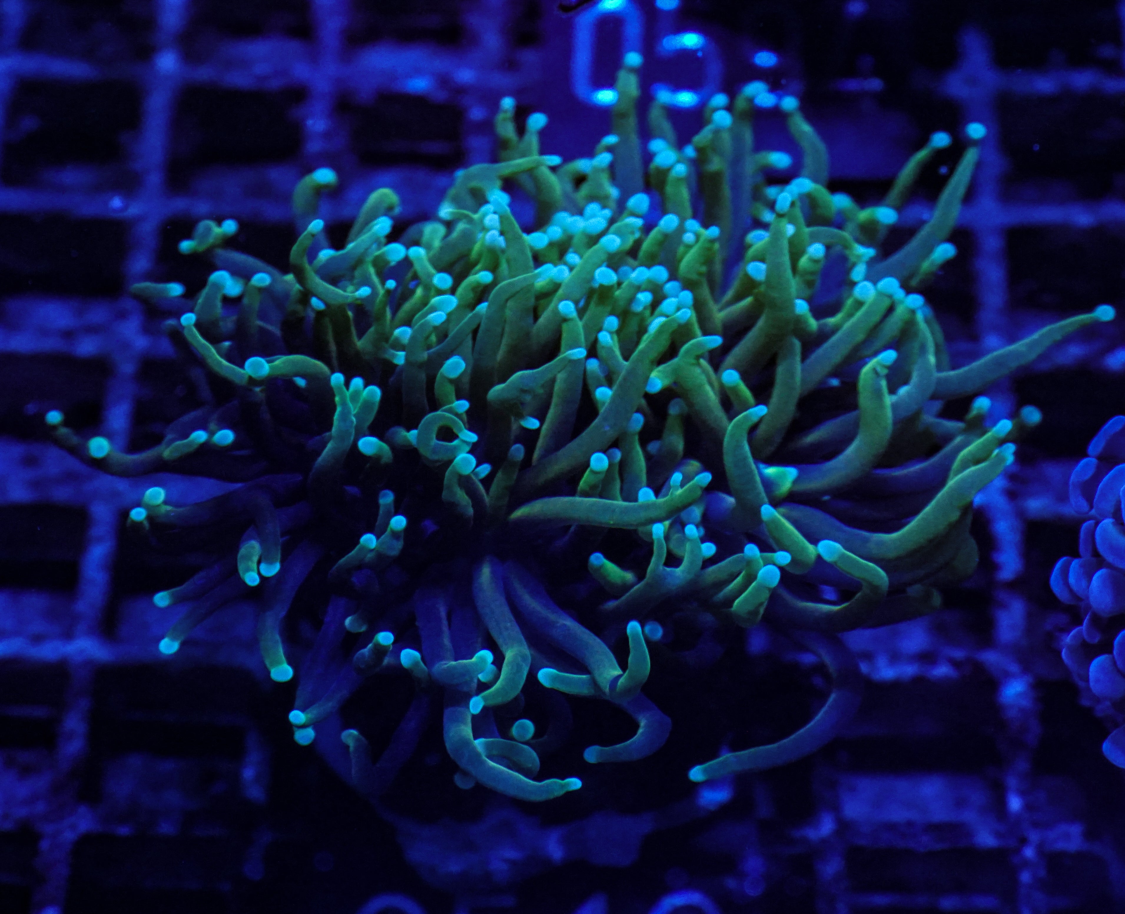 Euphyllia glabrescens "Dragon soul"
