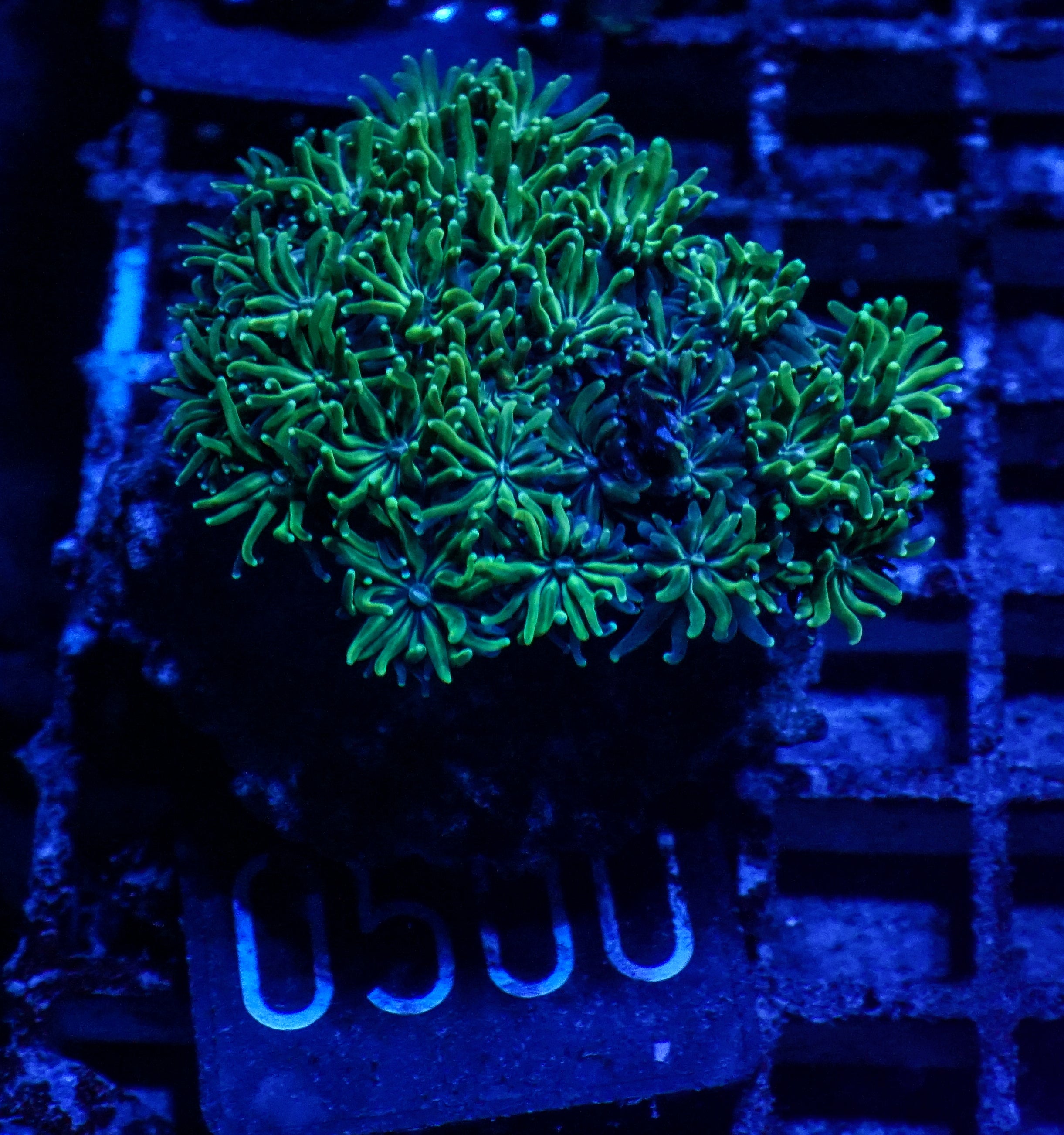 Galaxea fascicularis