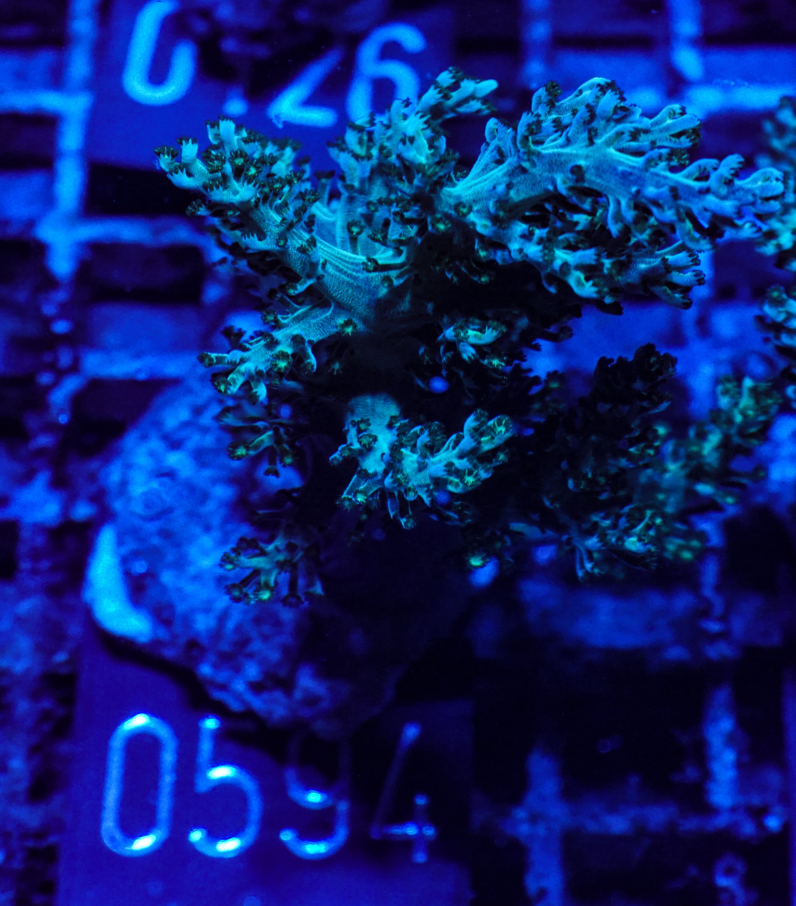 Capnella imbricata "grün"