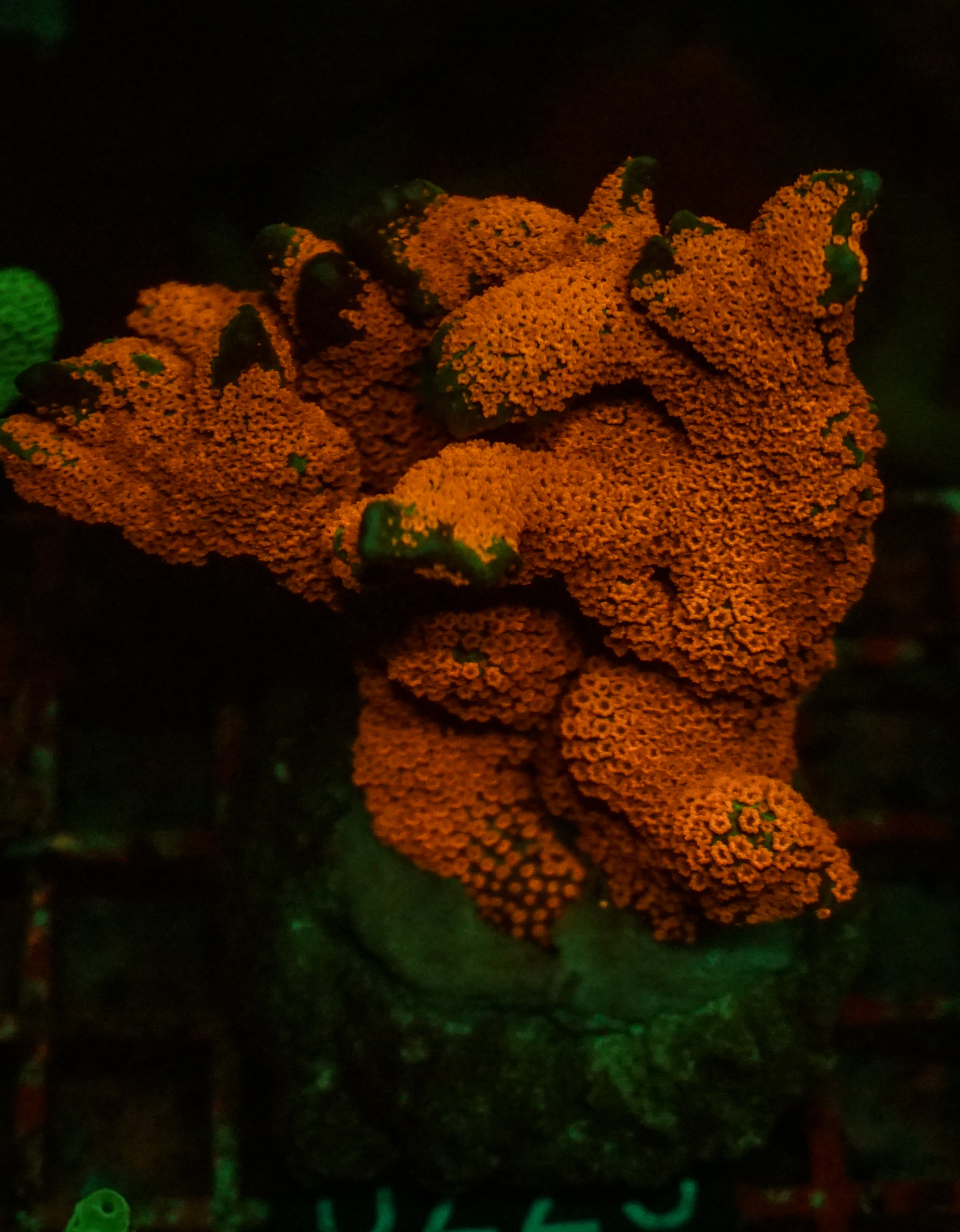 Montipora samarensis "australian fire"