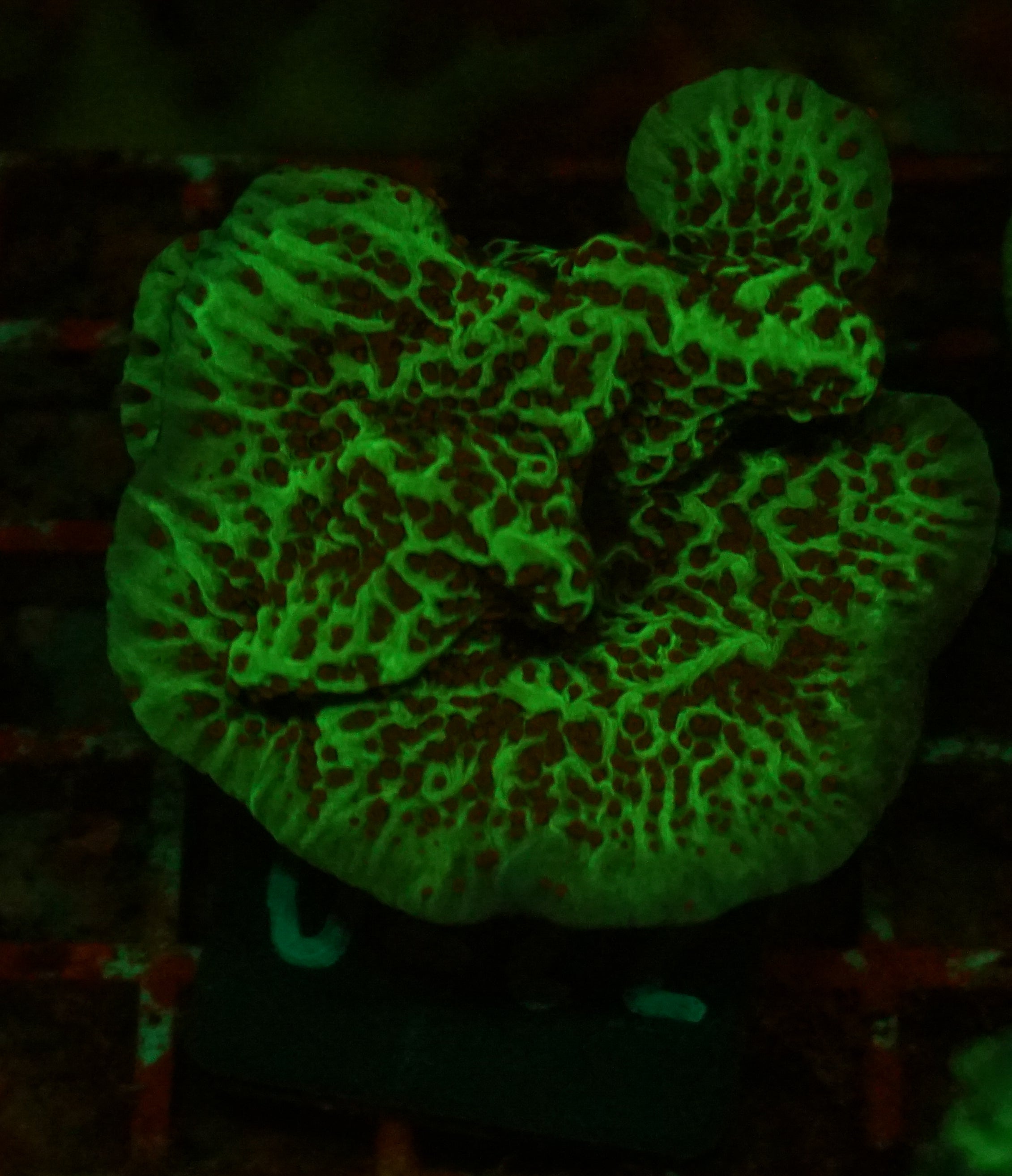 Montipora undata/danae "red"