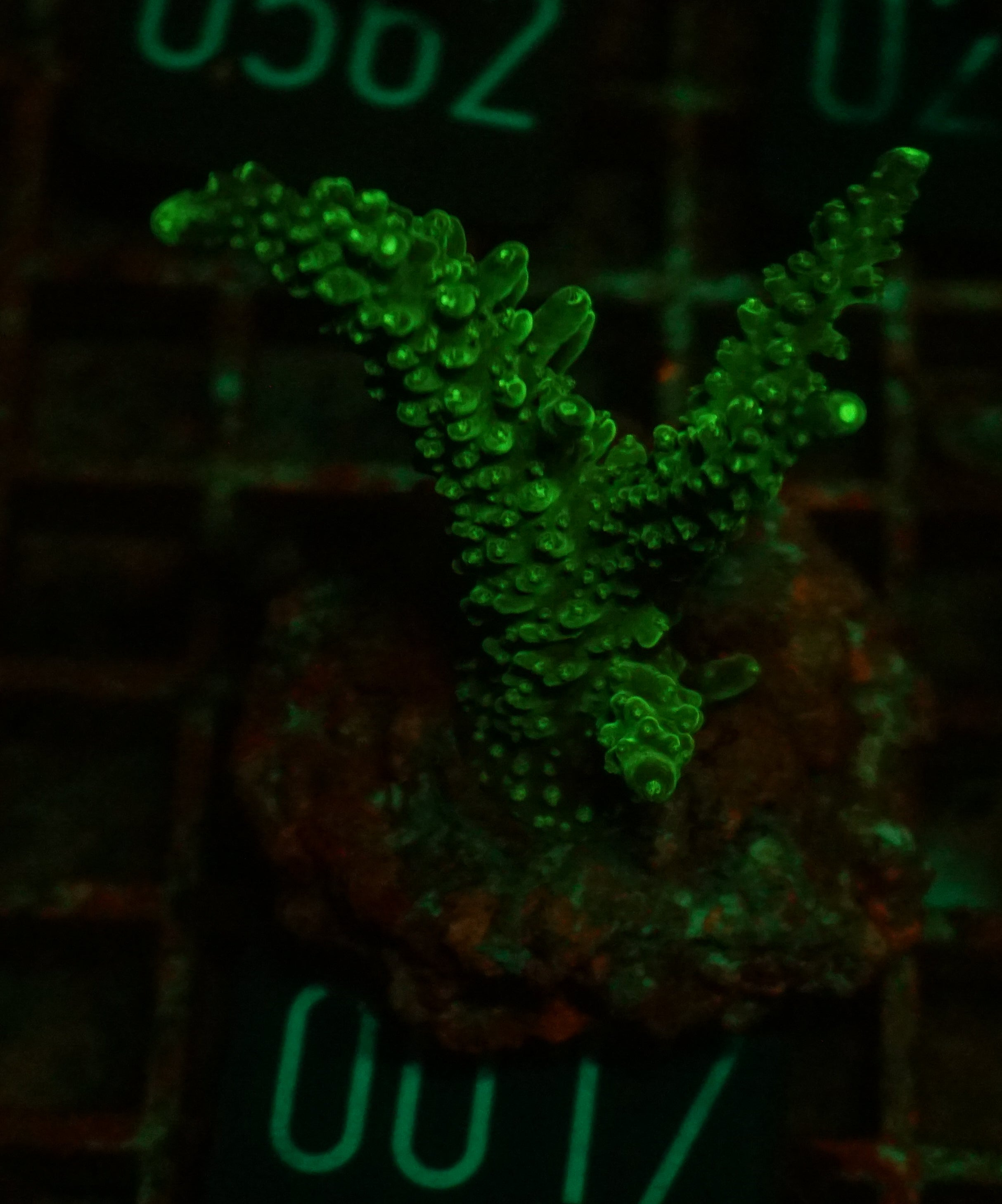 Acropora secale “Joker”