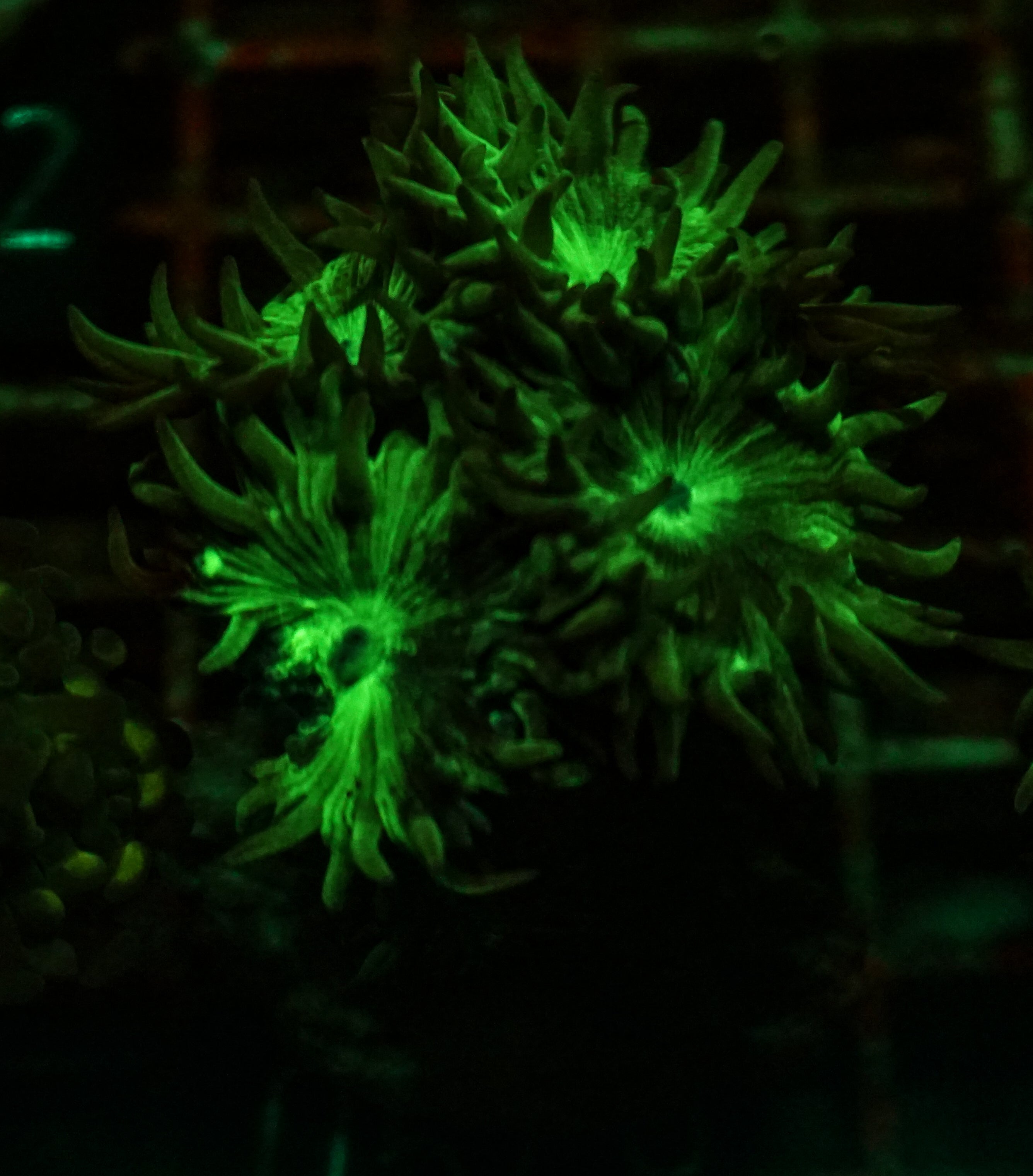 Duncanopsammia axifuga “Bearded Coral”