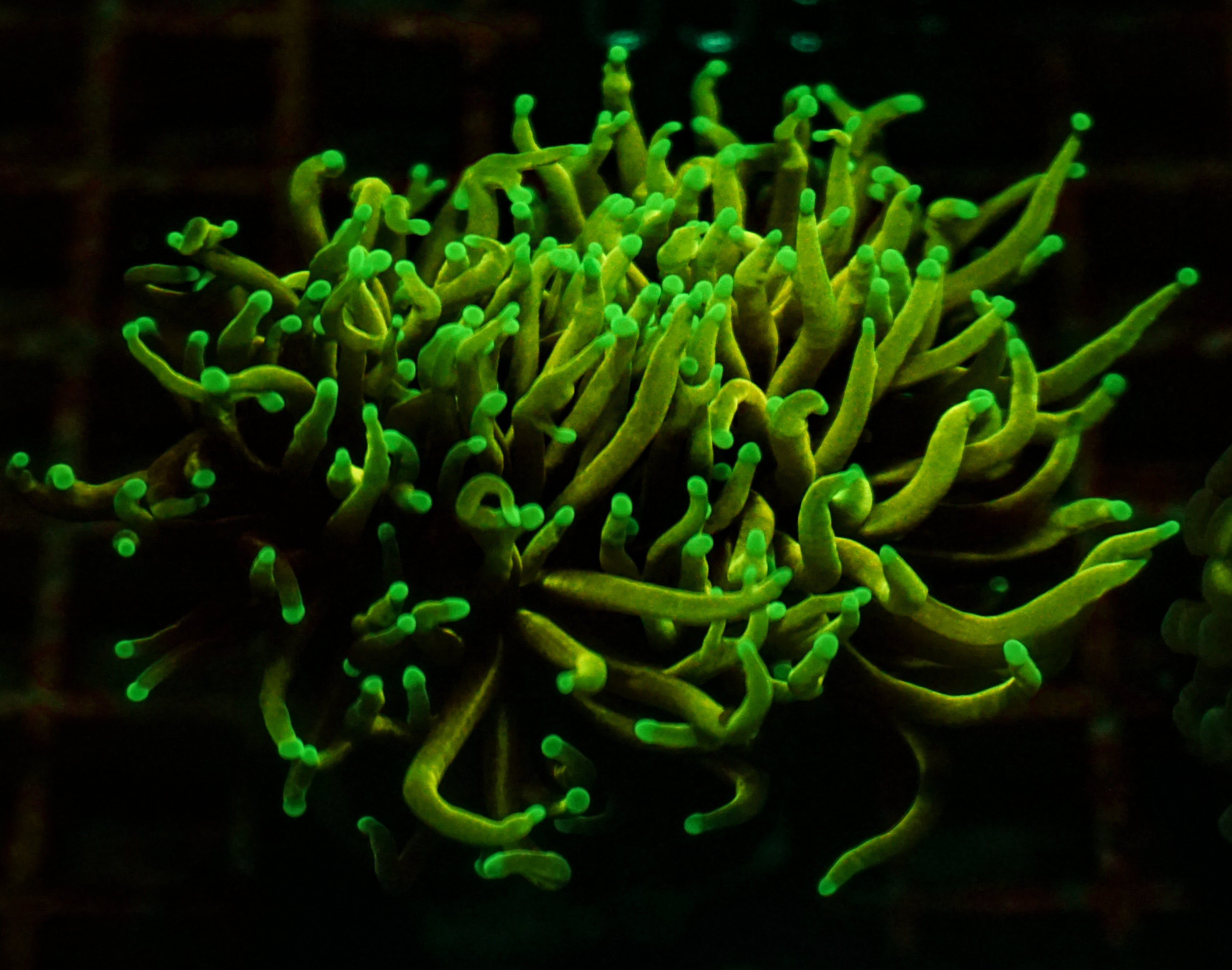 Euphyllia glabrescens "Dragon soul"