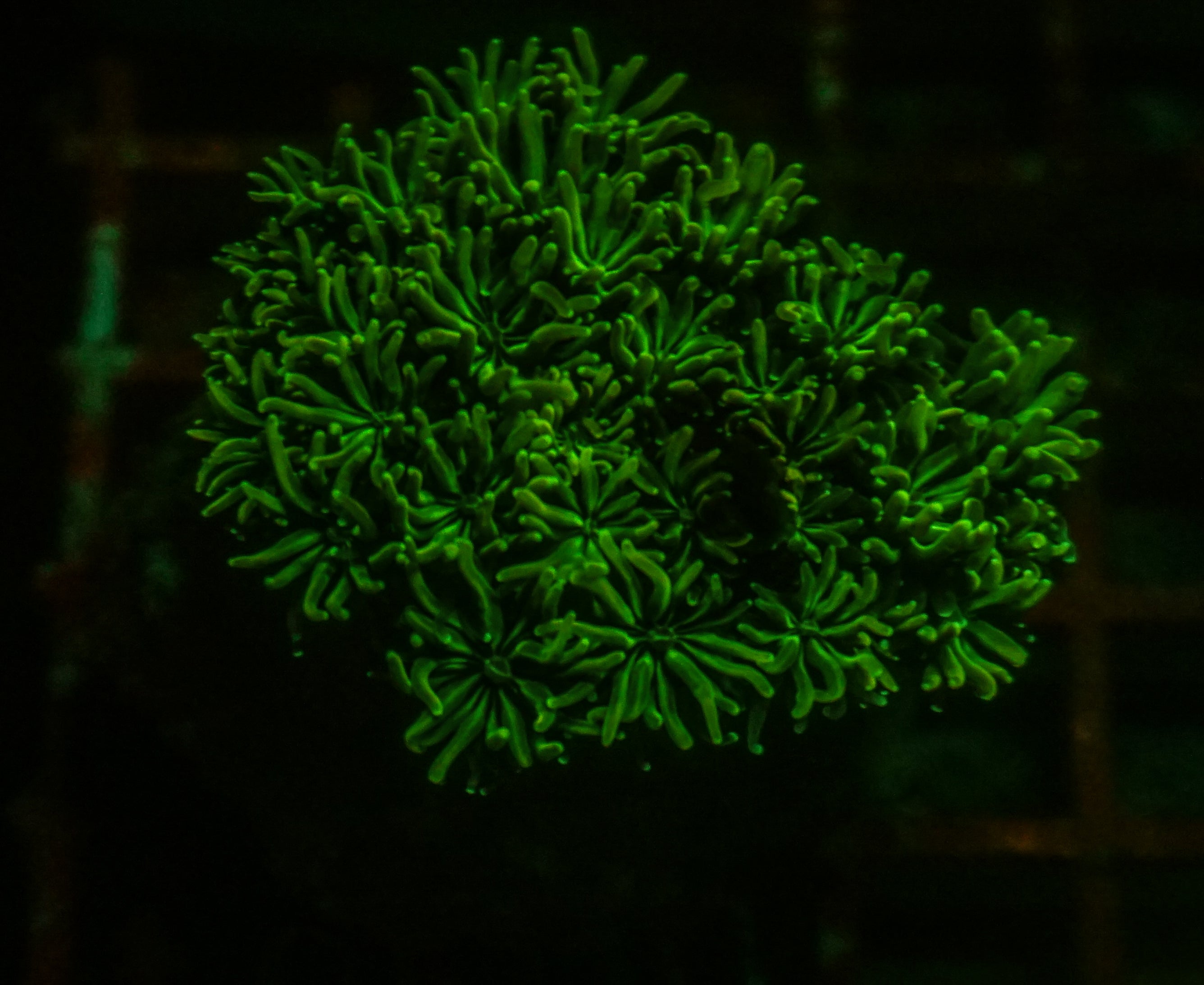 Galaxea fascicularis