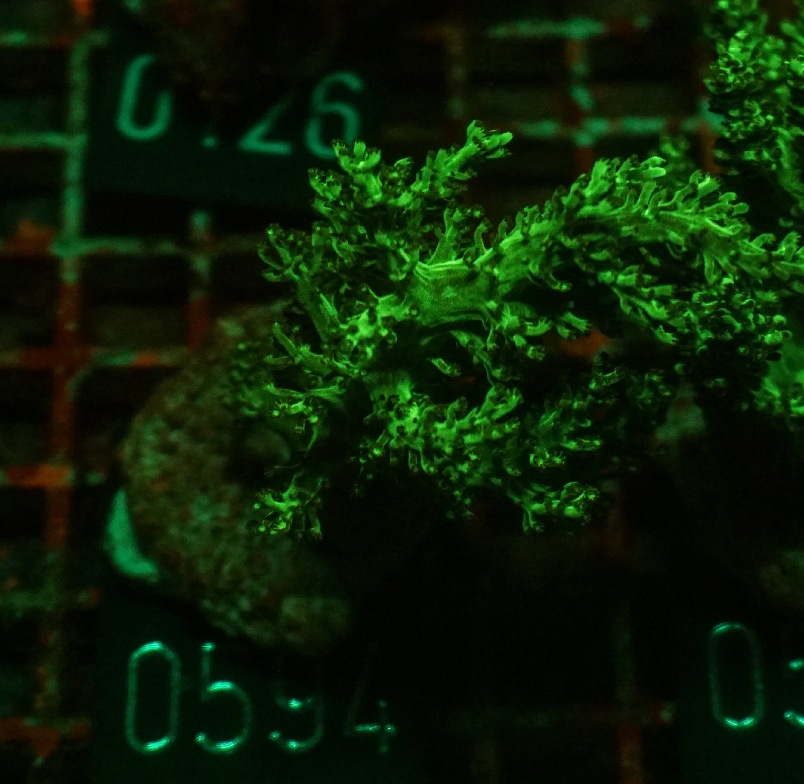 Capnella imbricata "grün"