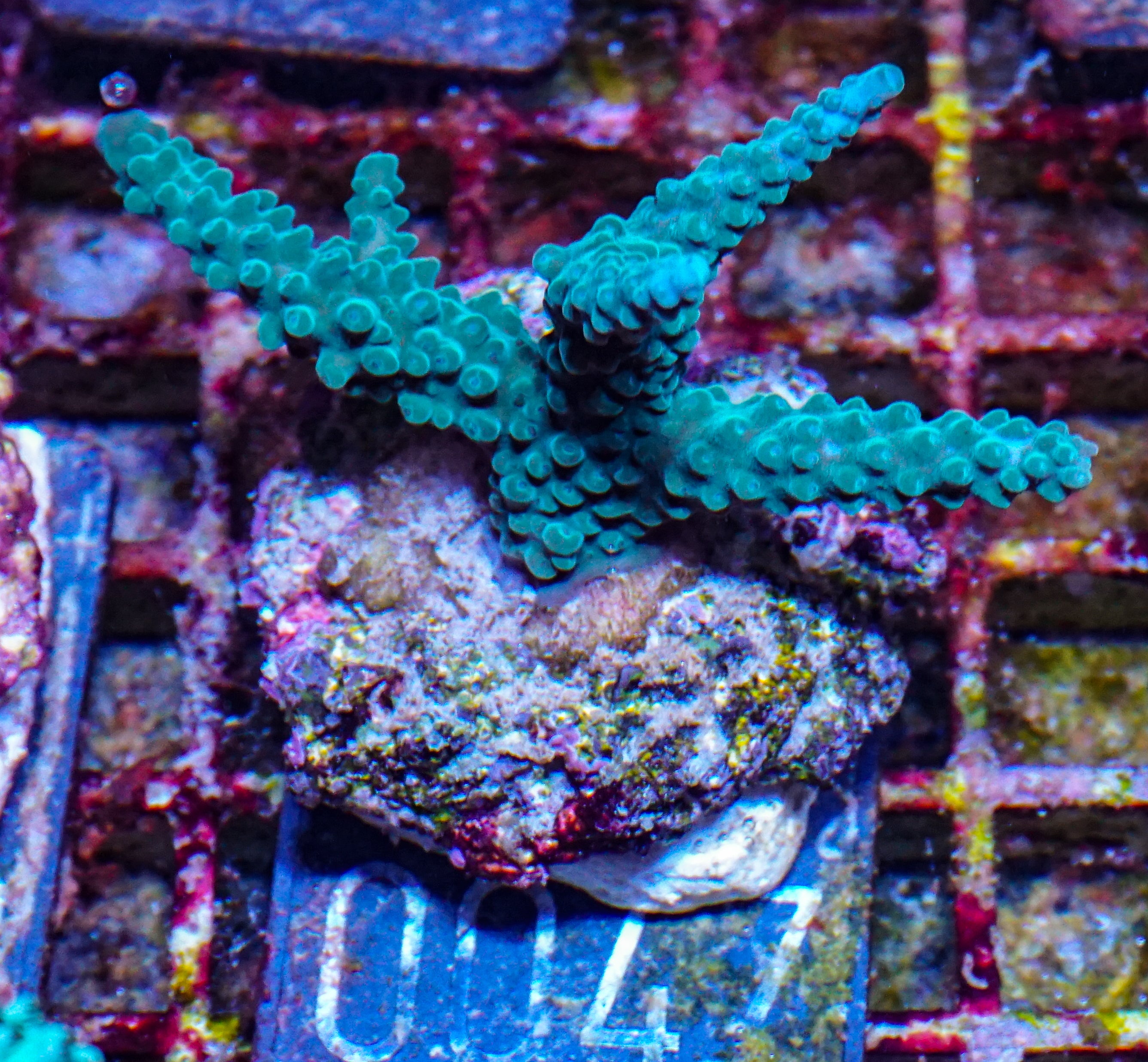 Acropora formosa