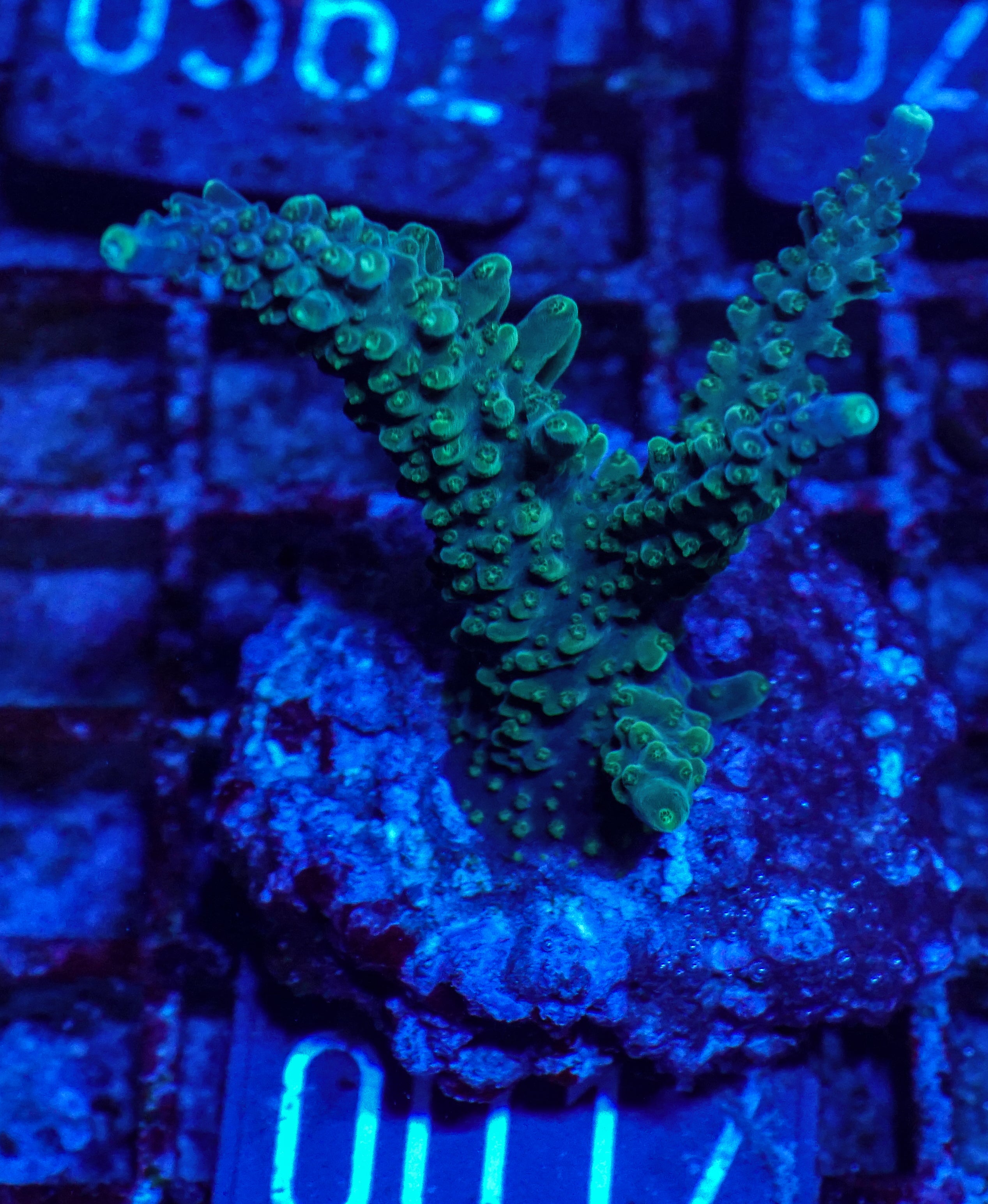Acropora secale “Joker”