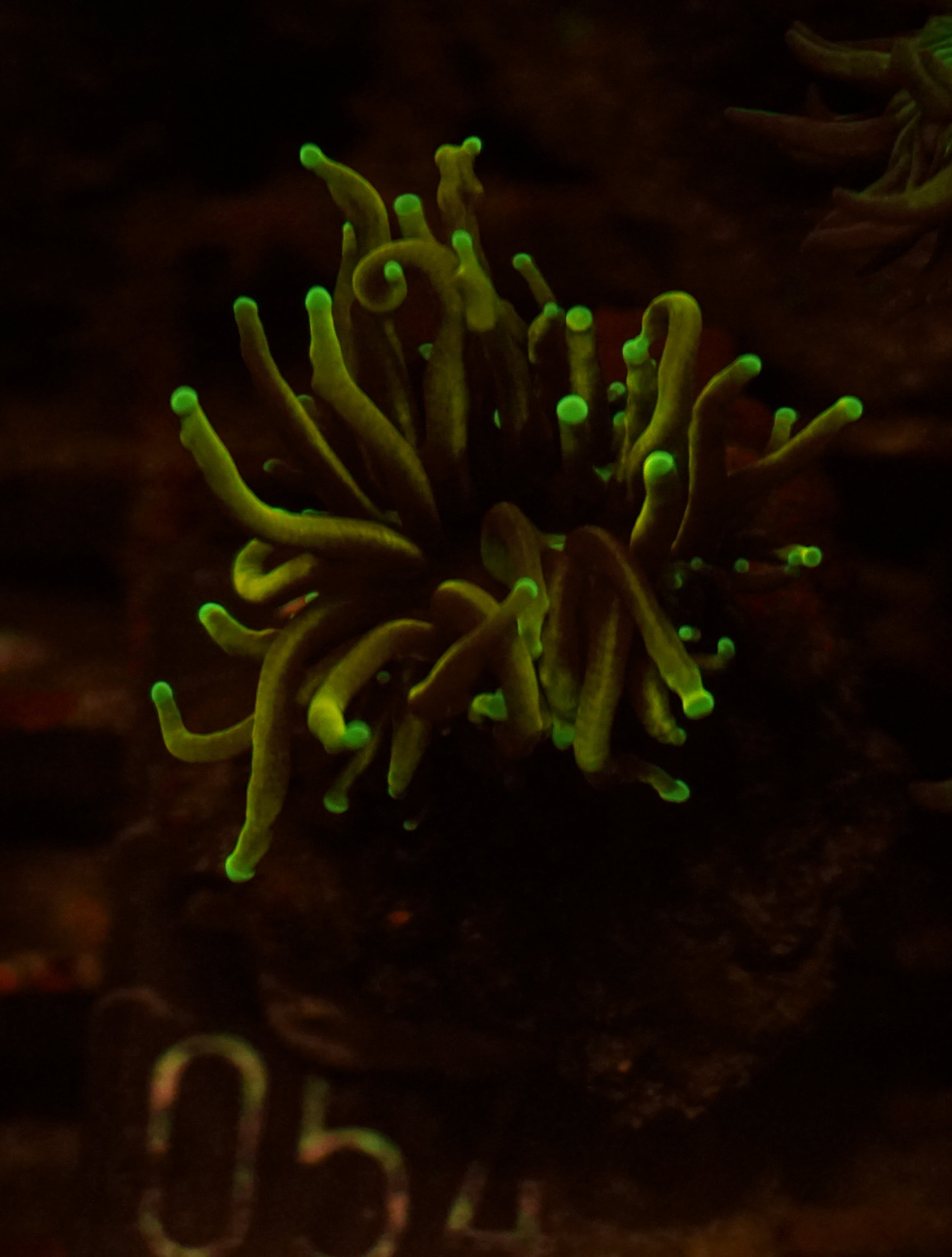 Euphyllia glabrescens "Dragon soul"