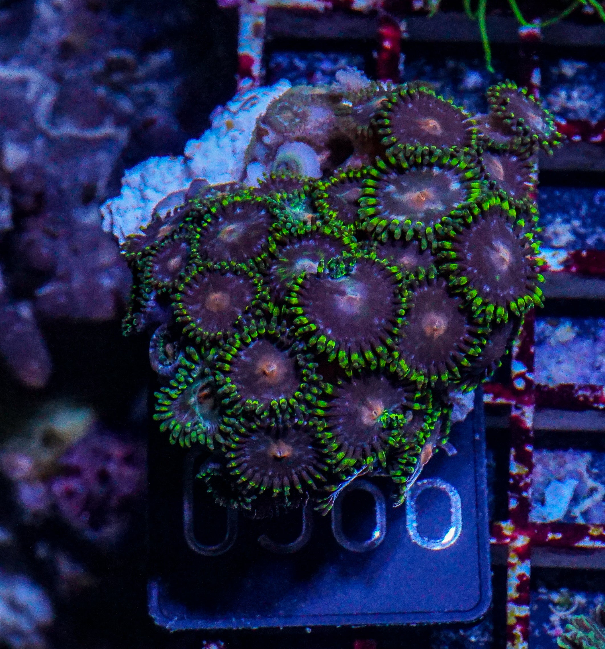 Zoanthus sp.