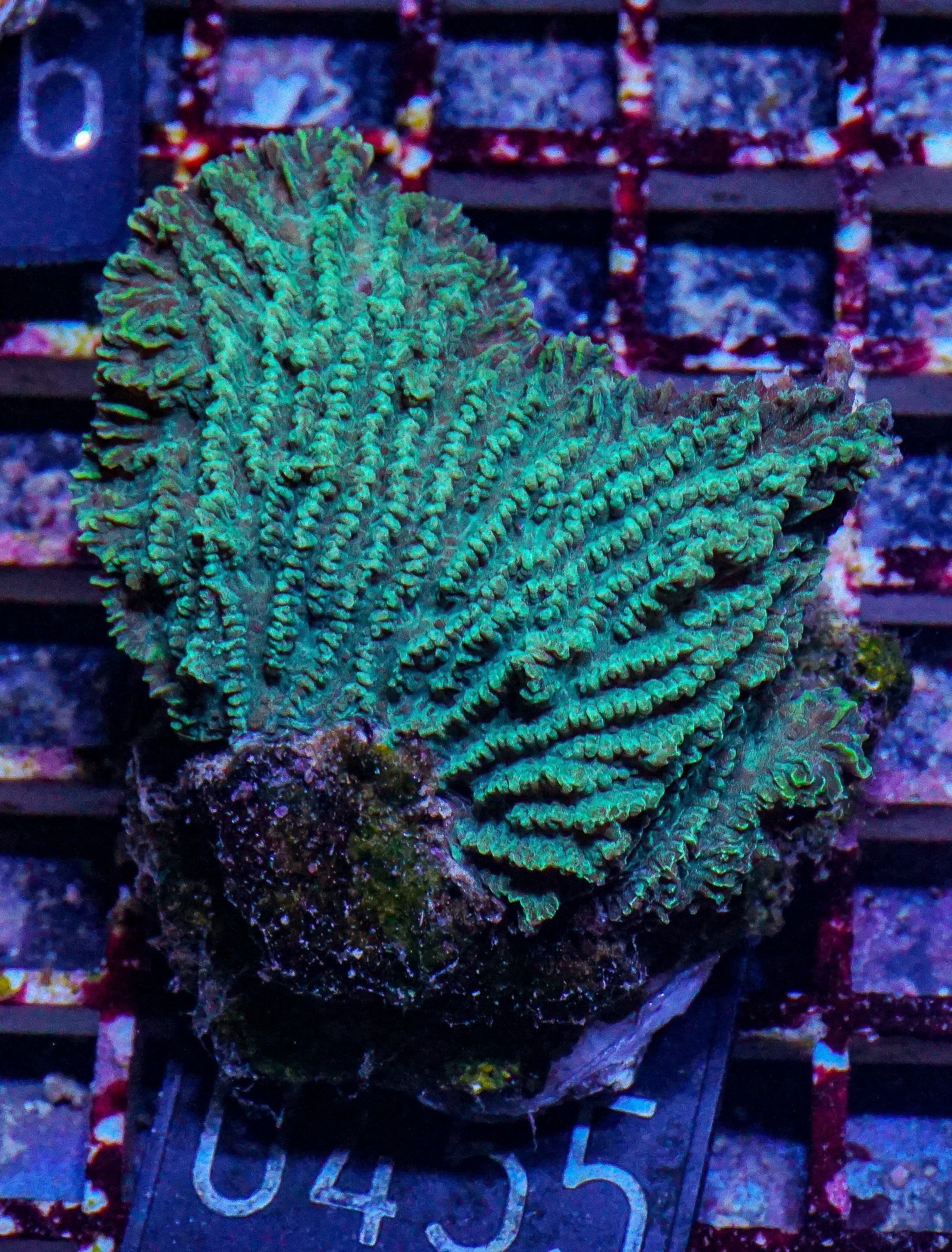 Merulina ampliata