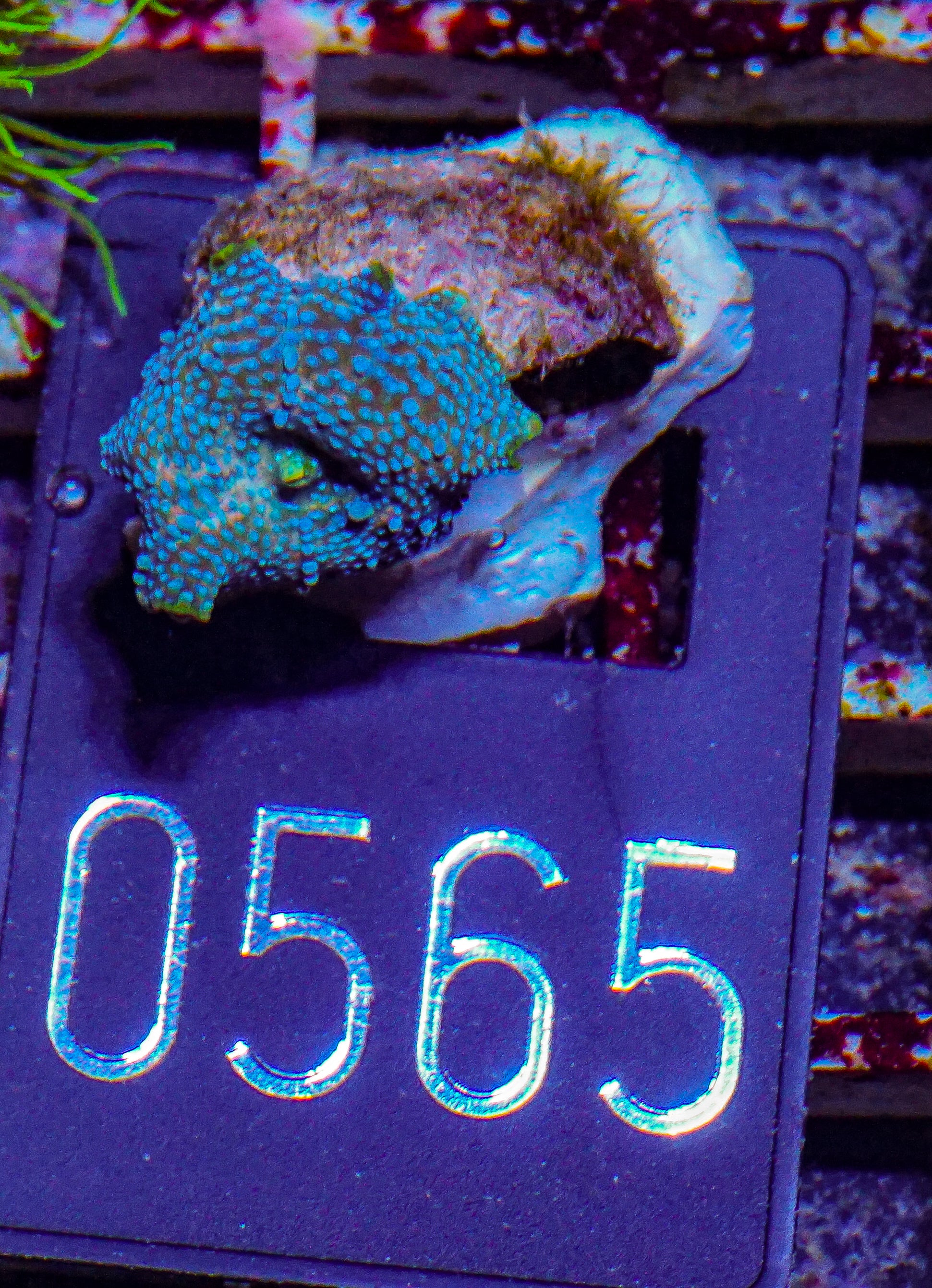 Discosoma sp.
