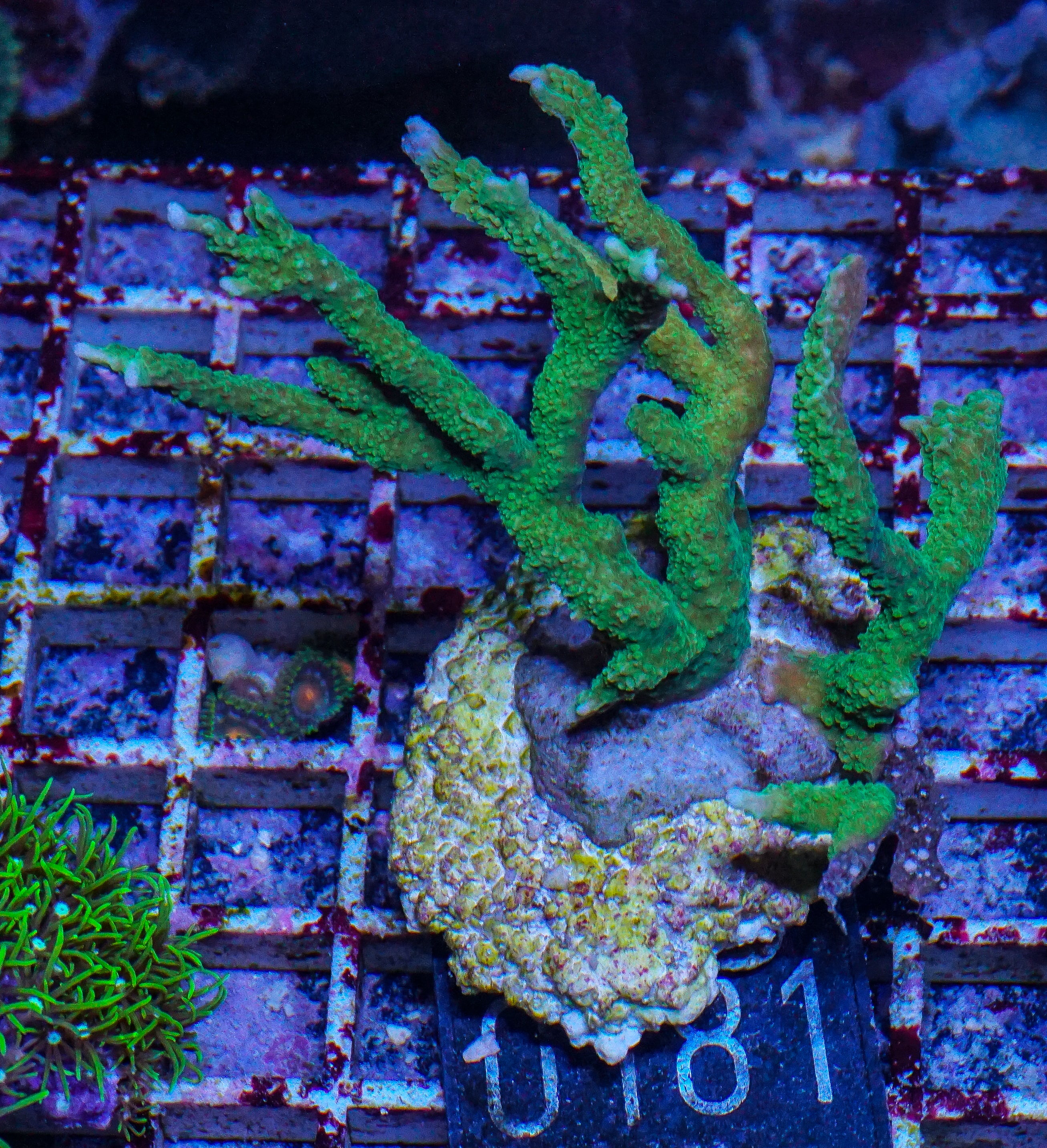 Montipora stellata "grün"