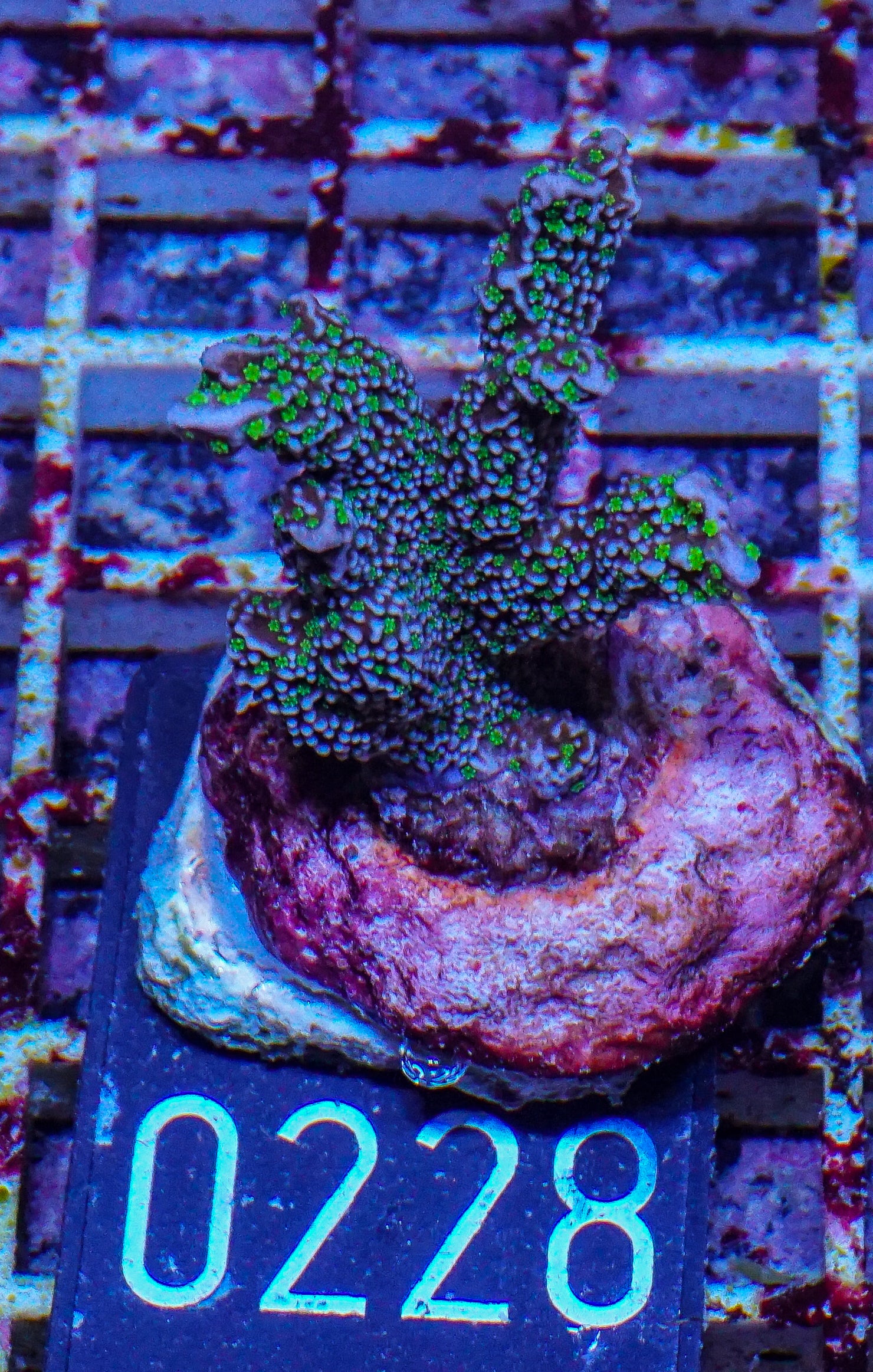 Montipora carinata “Star wars”