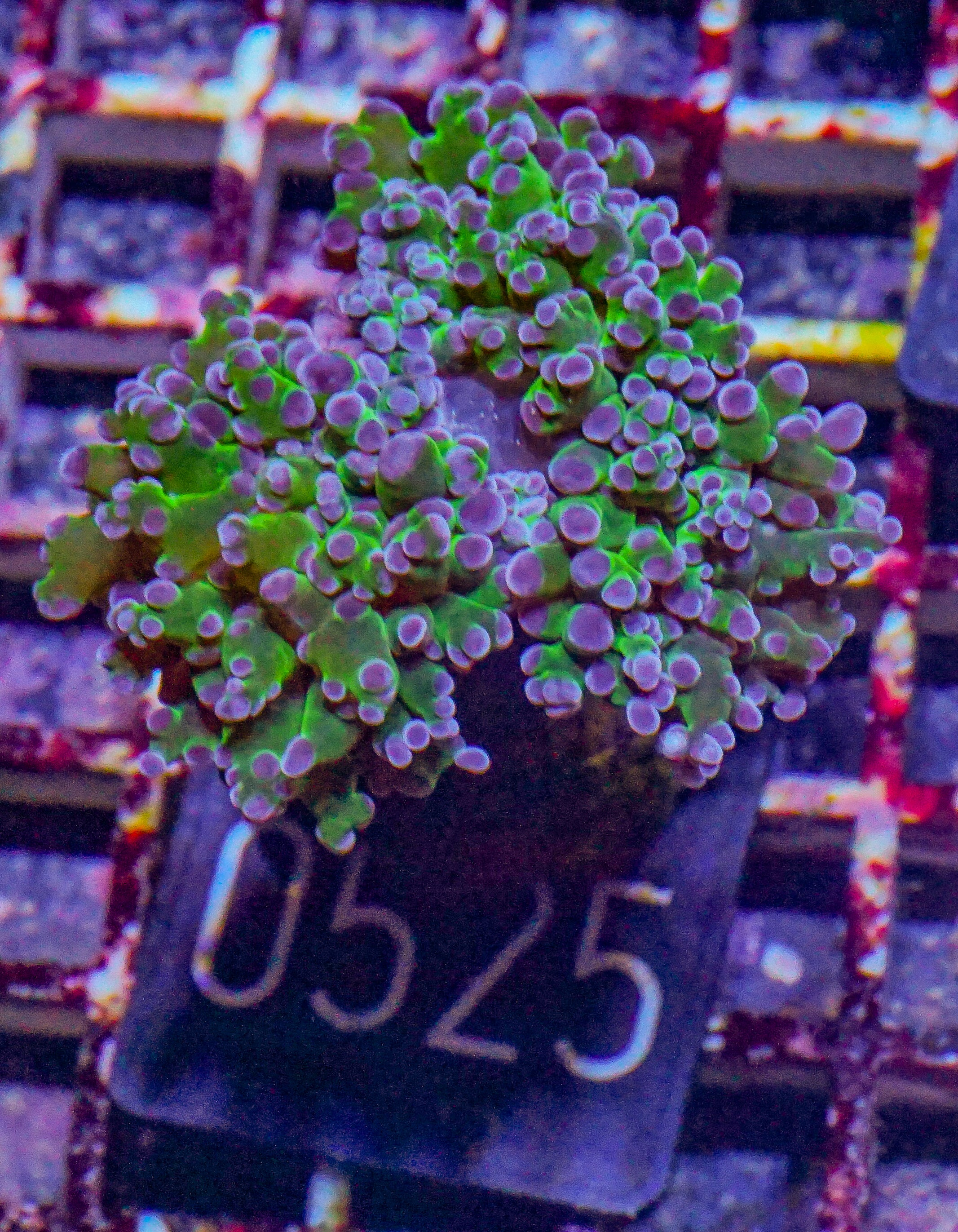 Euphyllia/Fimbriaphyllia paradivisa