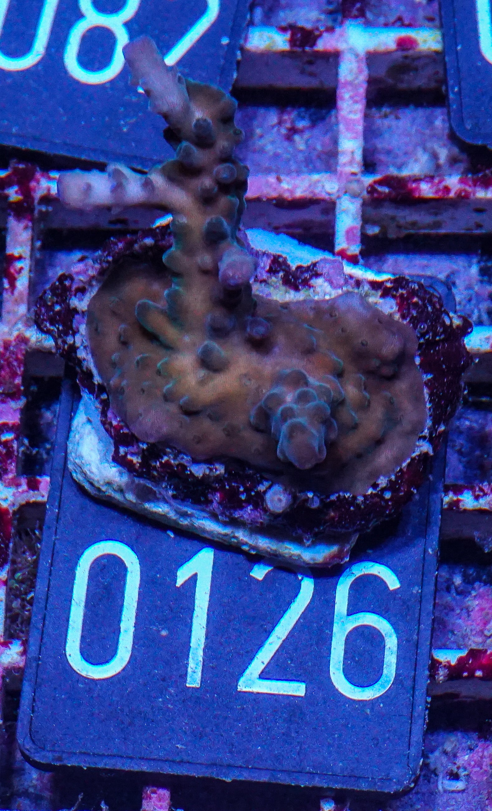 Acropora tortuosa