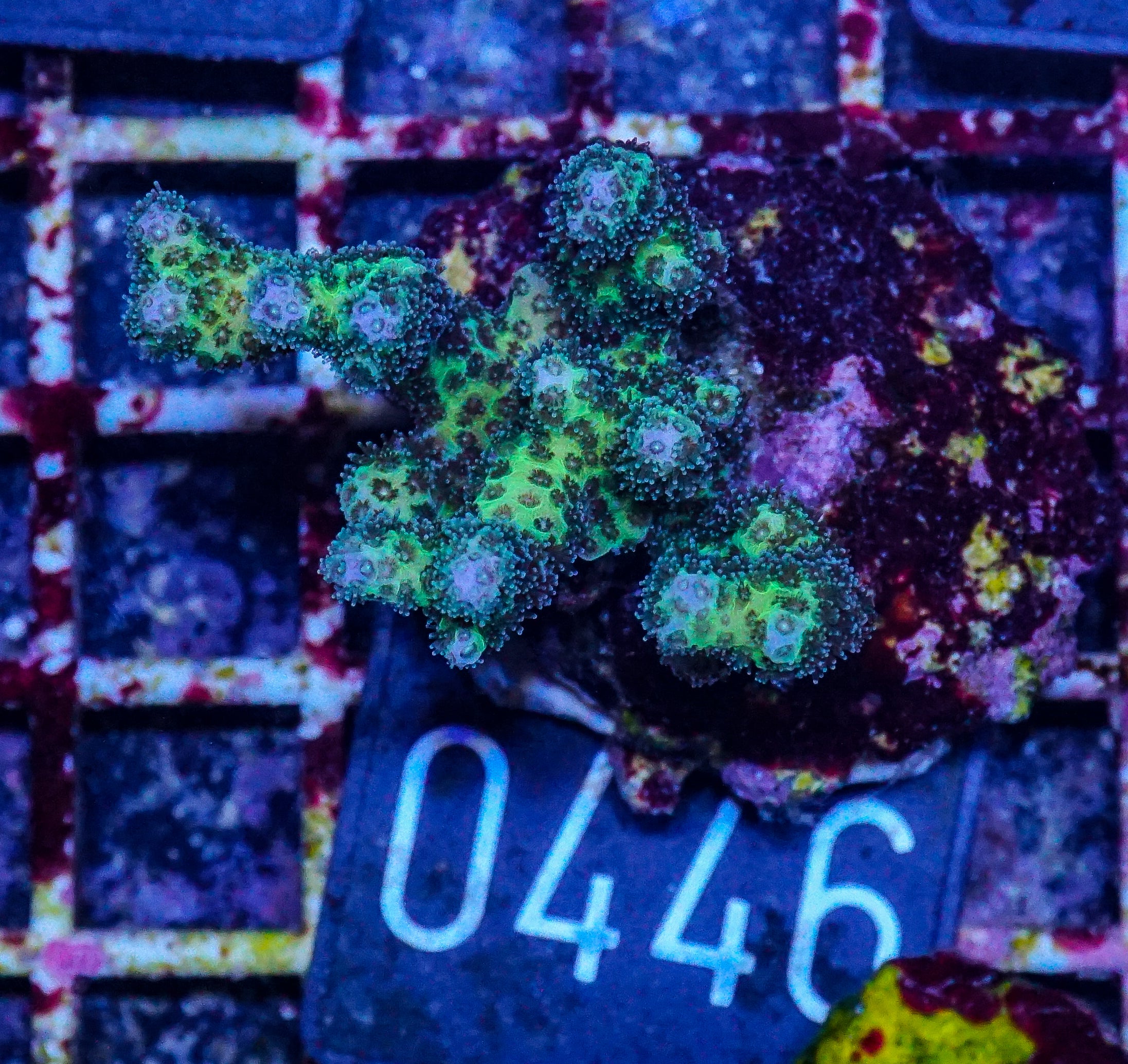Pocillopora damicornis "gold"