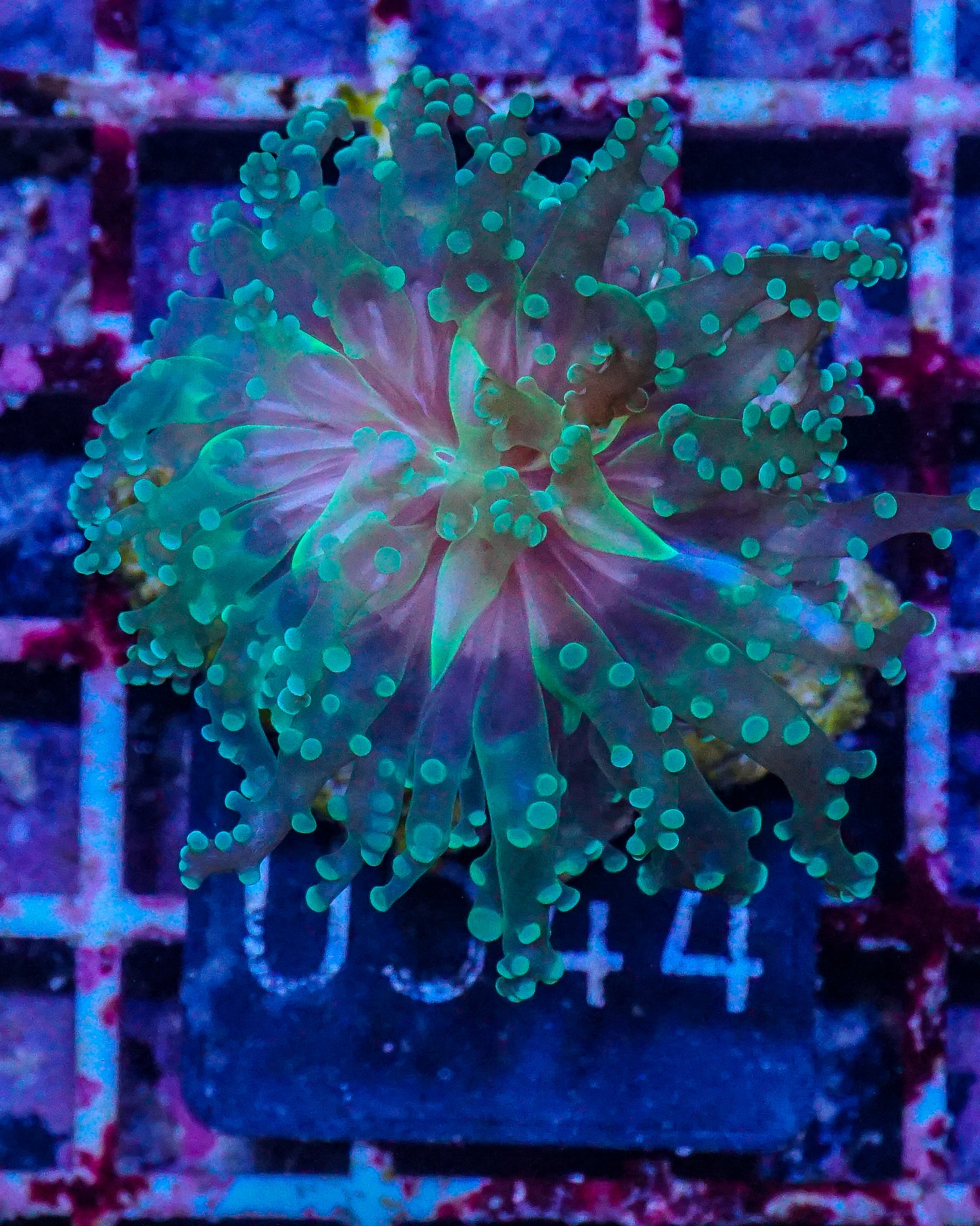 Euphyllia/Fimbriaphyllia yaeyamaensis