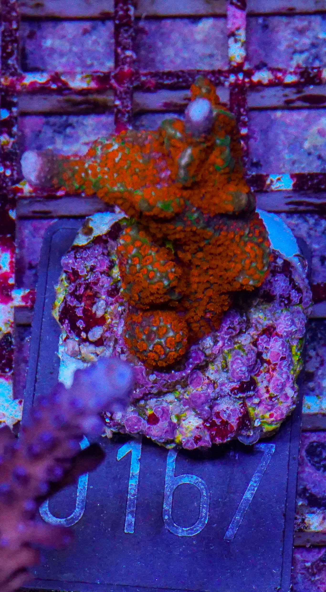 Montipora samarensis "forest fire"