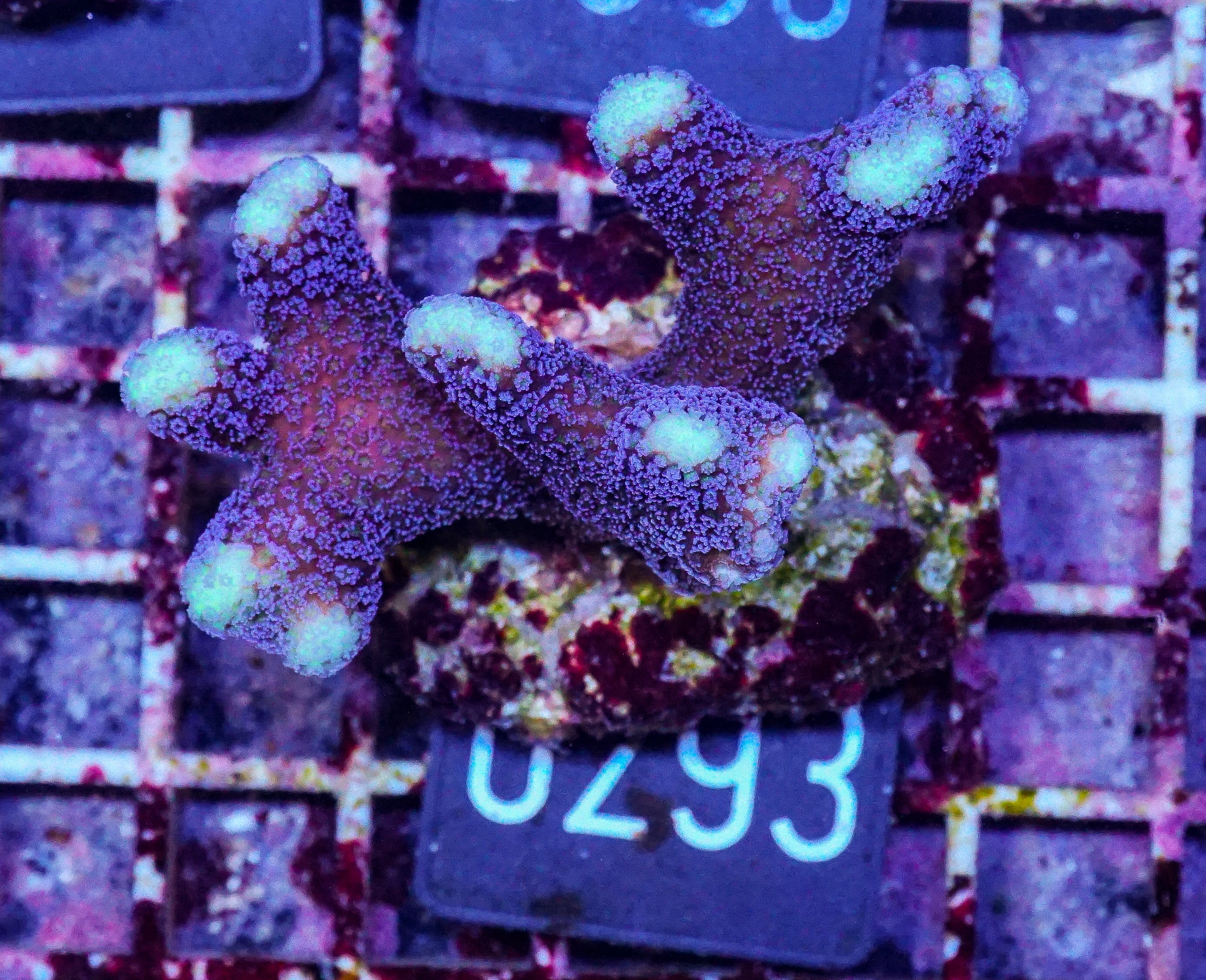 Stylophora pistillata "Milka"