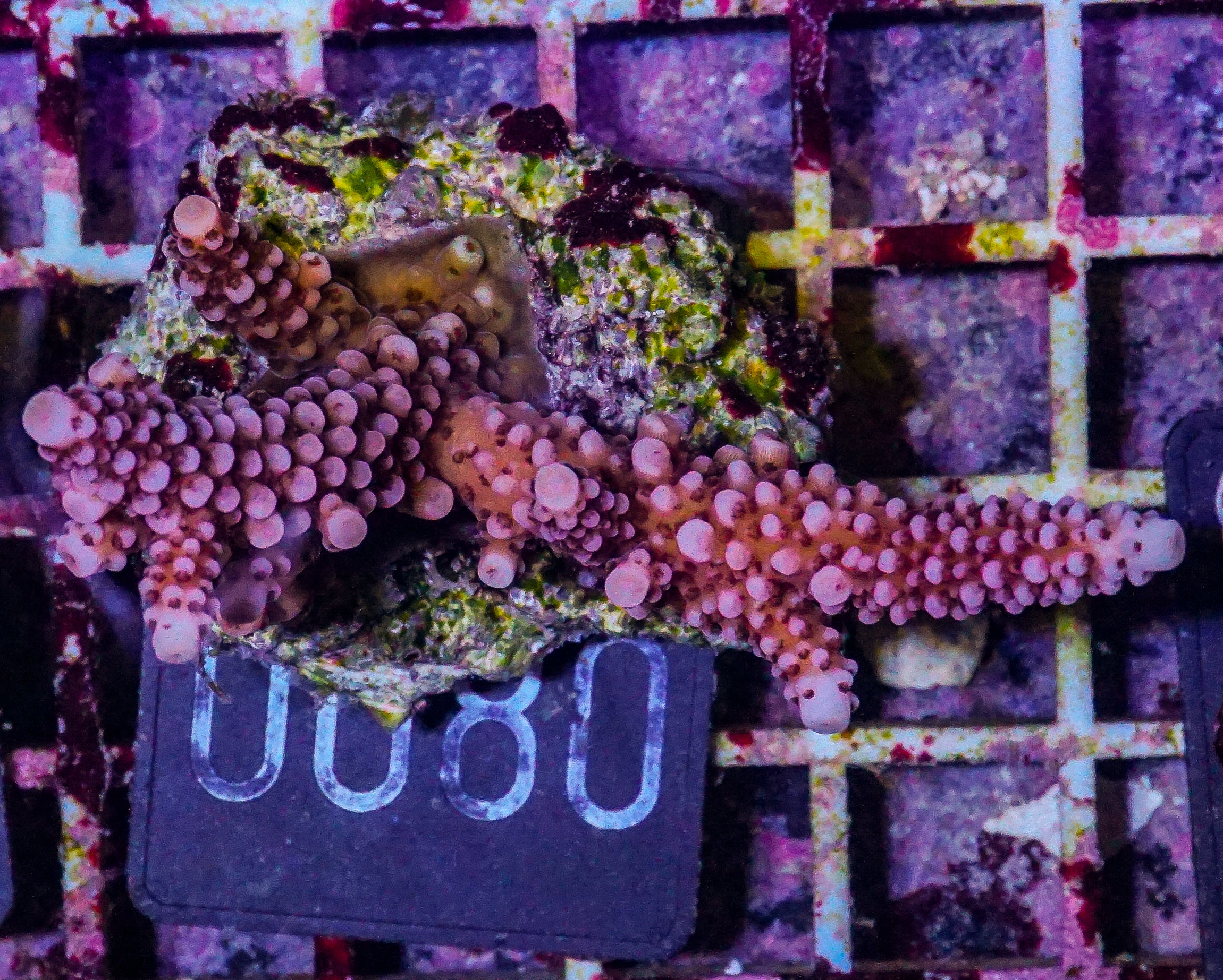 Acropora vermiculata “red jacket”