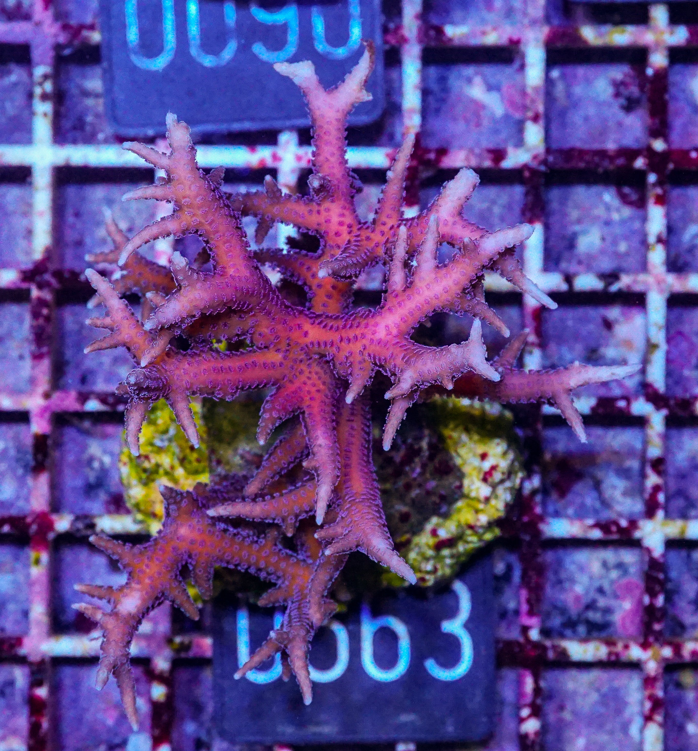 Seriatopora stellata