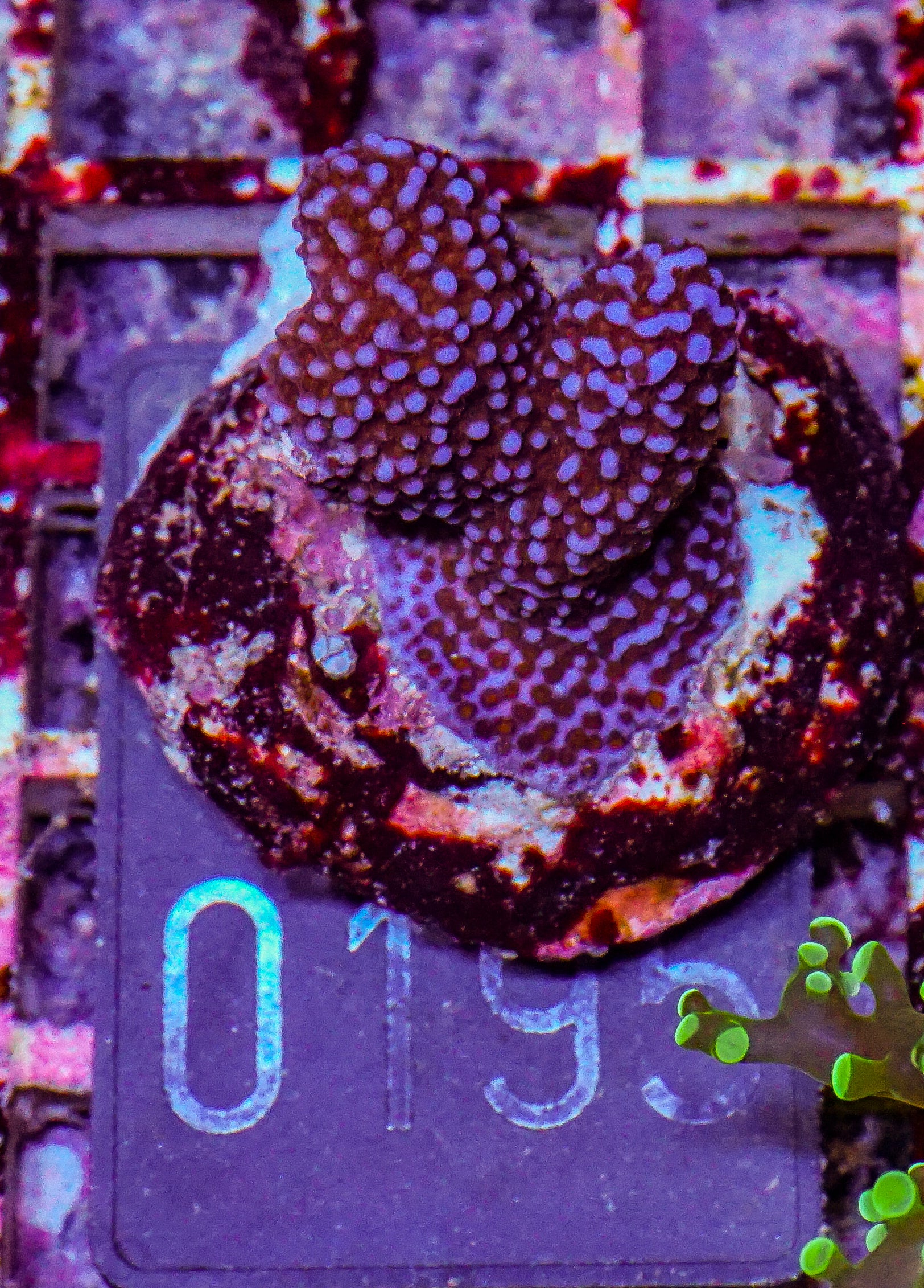 Montipora sp.