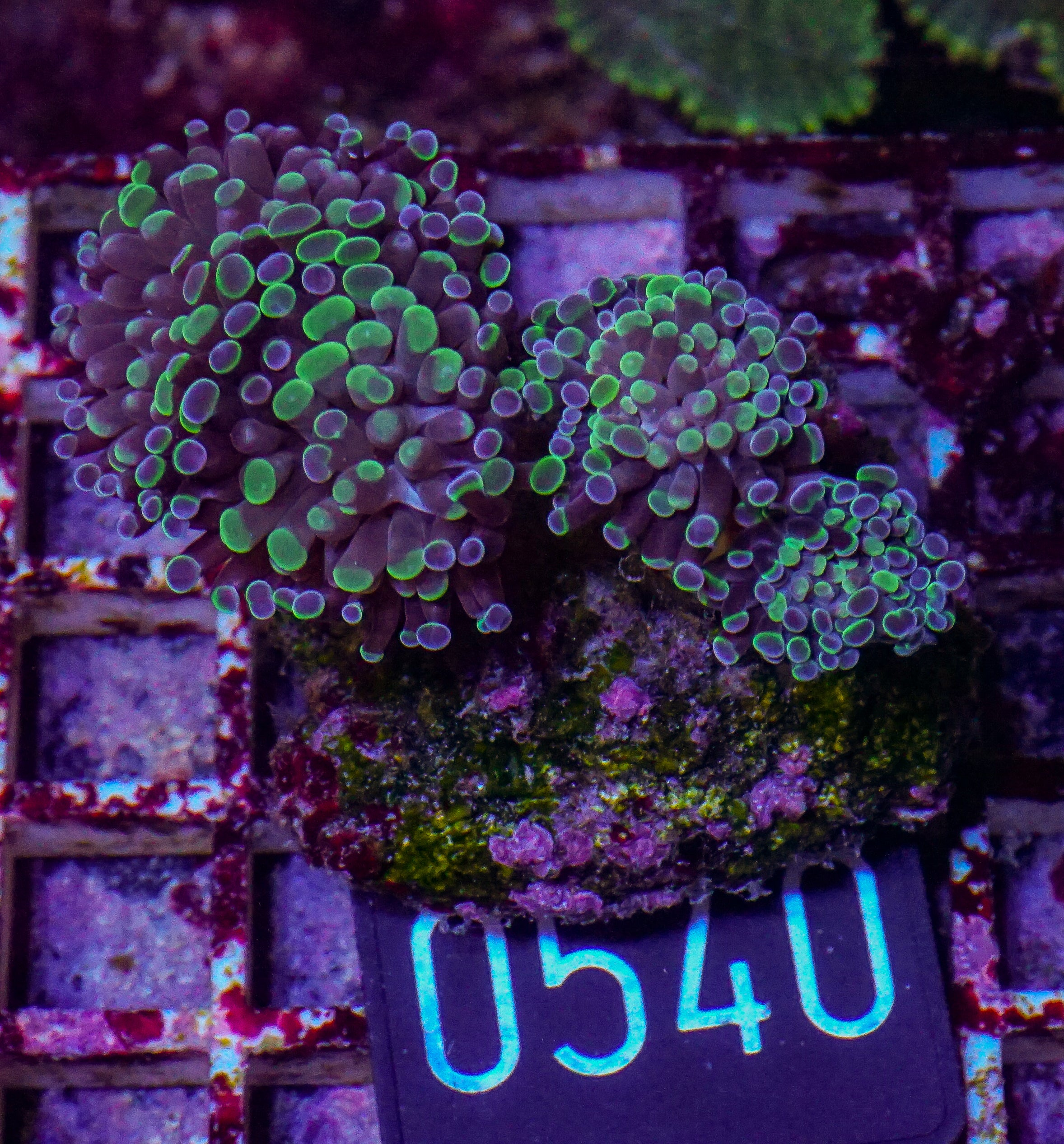 Euphyllia/Fimbriaphyllia paraancora