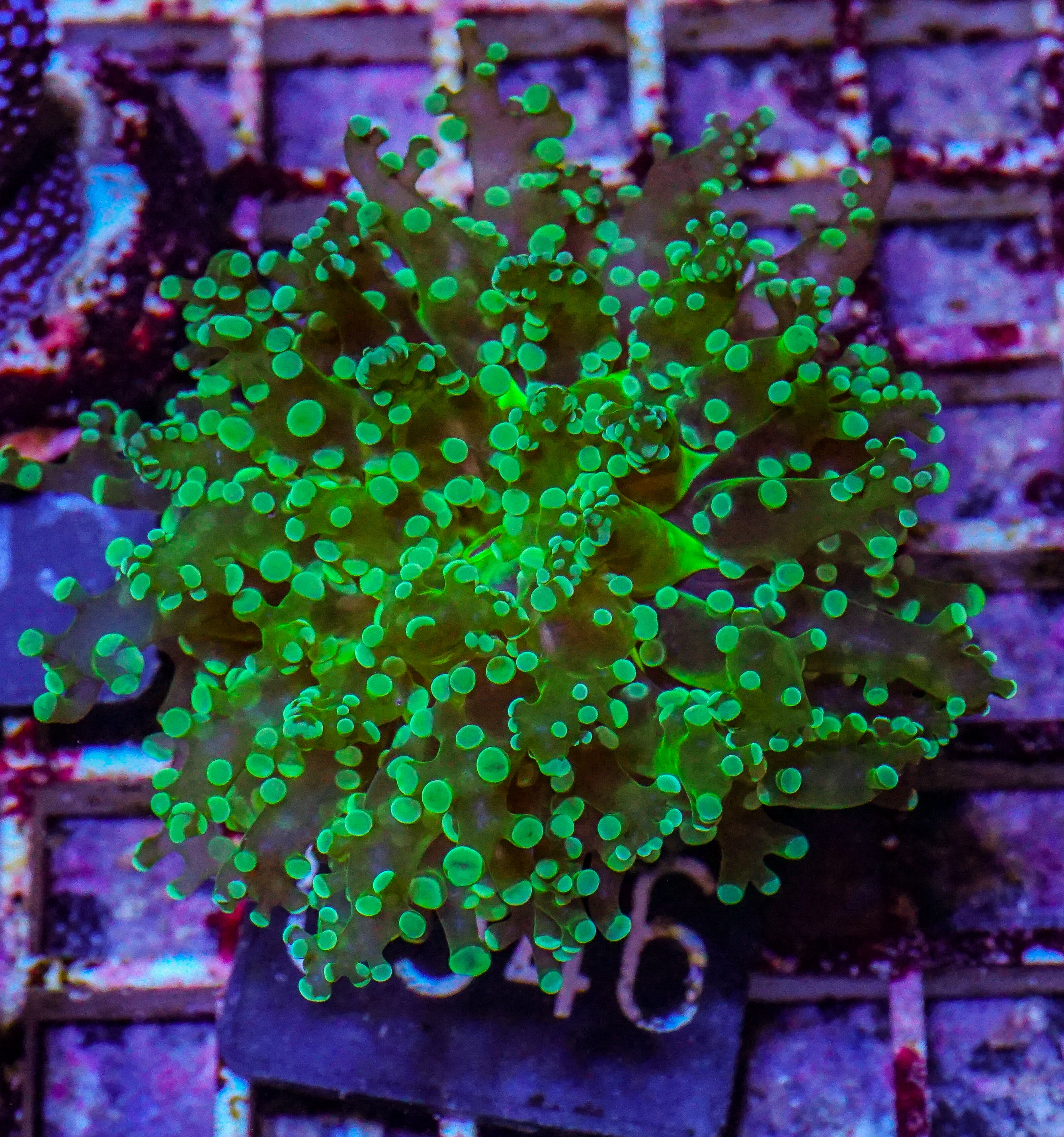Euphyllia/Fimbriaphyllia yaeyamaensis