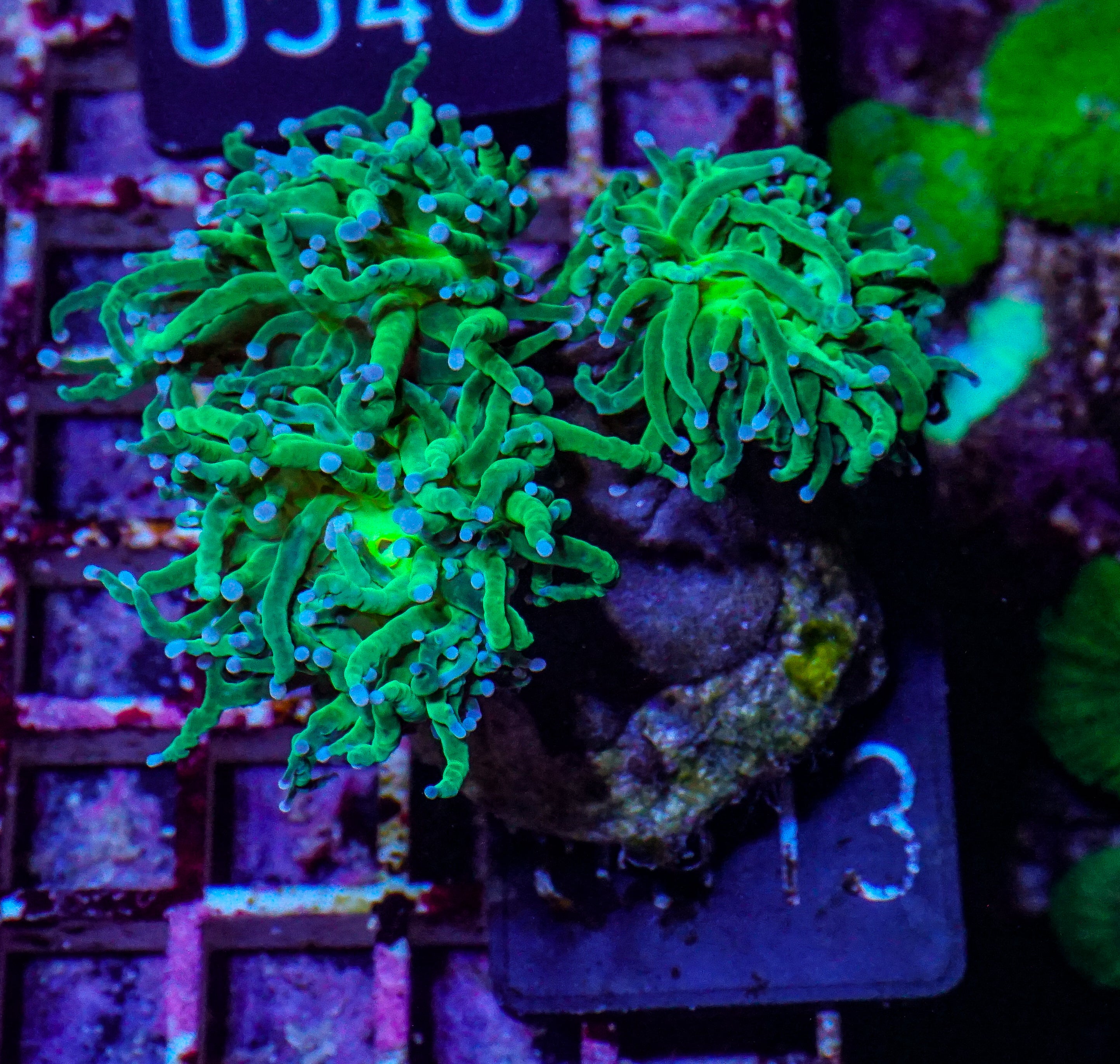 Euphyllia glabrescens "toxic green"