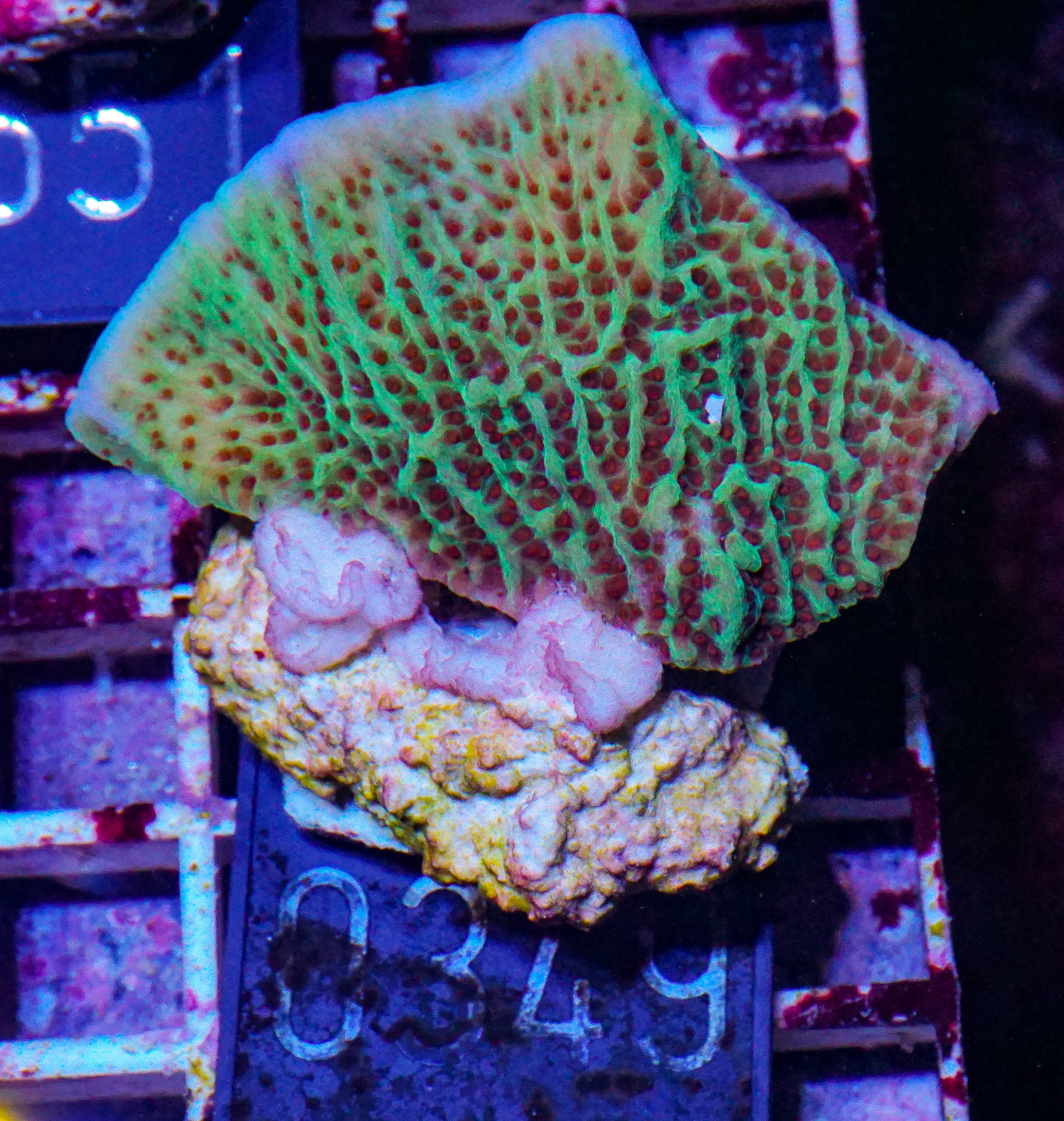 Montipora undata "Jedi mind trick"